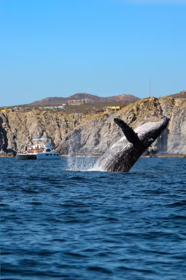 LUXURY WHALE WATCHING IN CABO