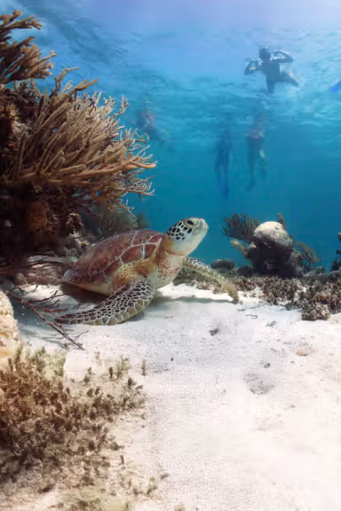 CABO PULMO SNORKELING EXPEDITION