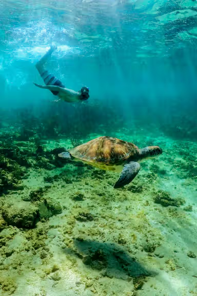 SWIM WITH SEA TURTLES & CENOTE TOUR