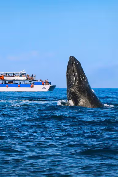 WHALE WATCHING CRUISE
