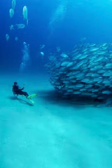 CABO PULMO DIVING TOUR
