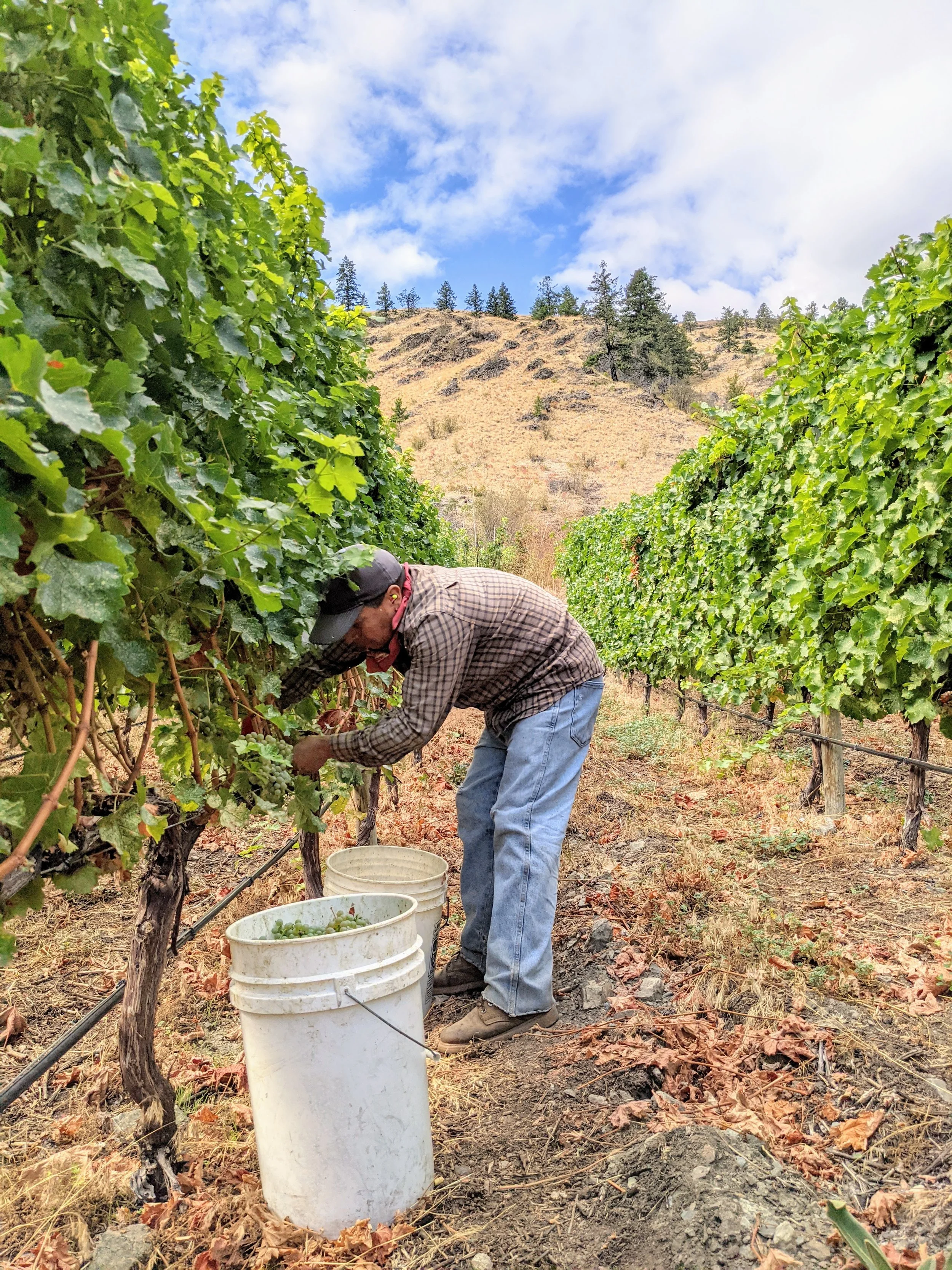 A person working in a vineyard, harvesting grapes, with white buckets and green grapevines on either side, a hillside with sparse trees in the background, and a partly cloudy sky above.