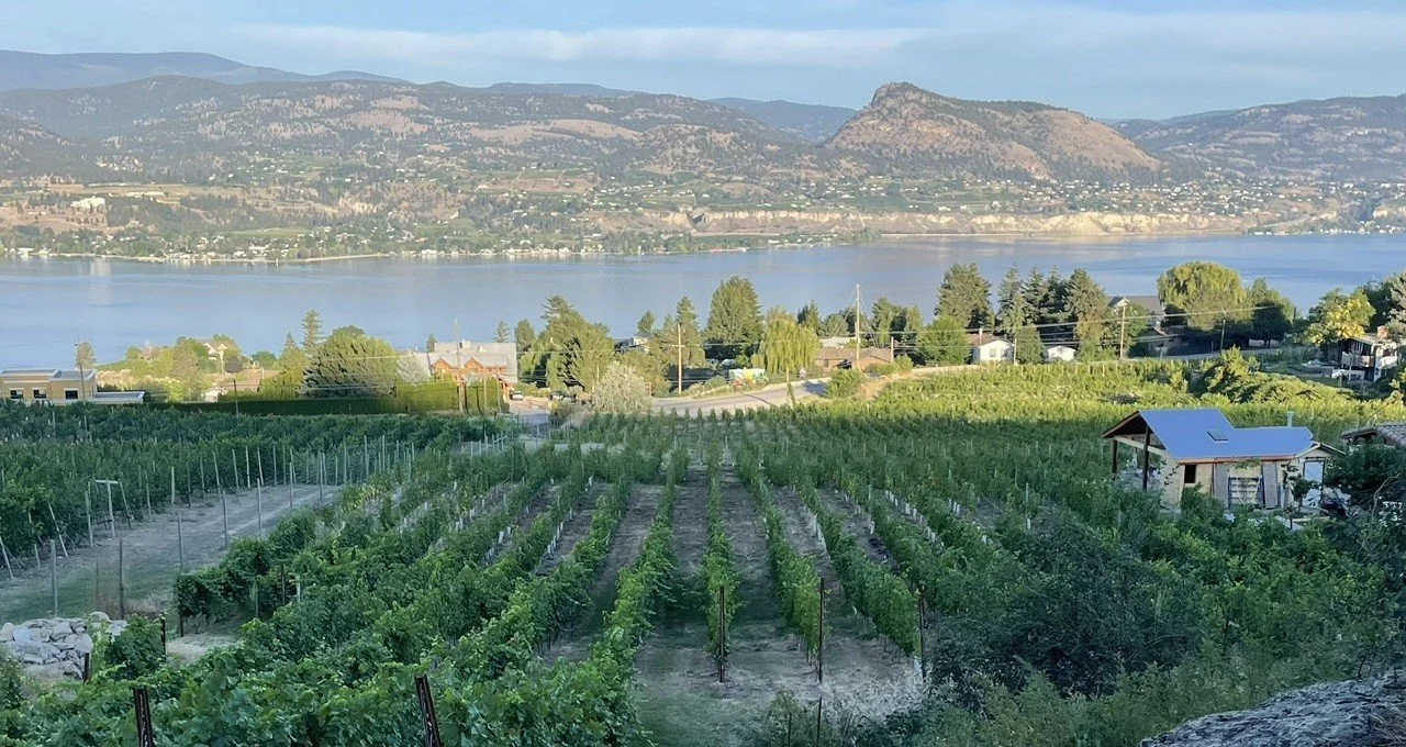 vineyard