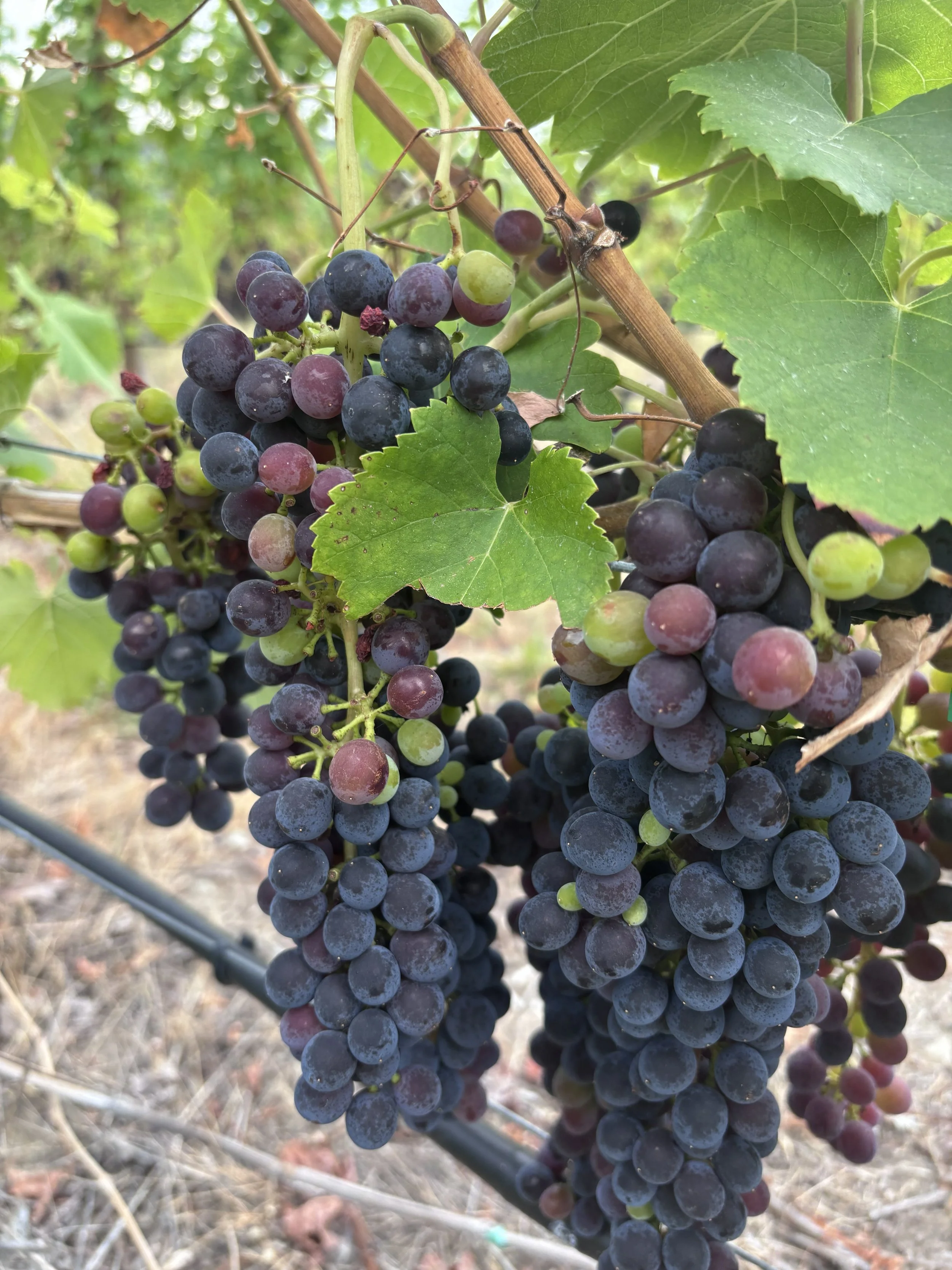 BC wine grapes for sale