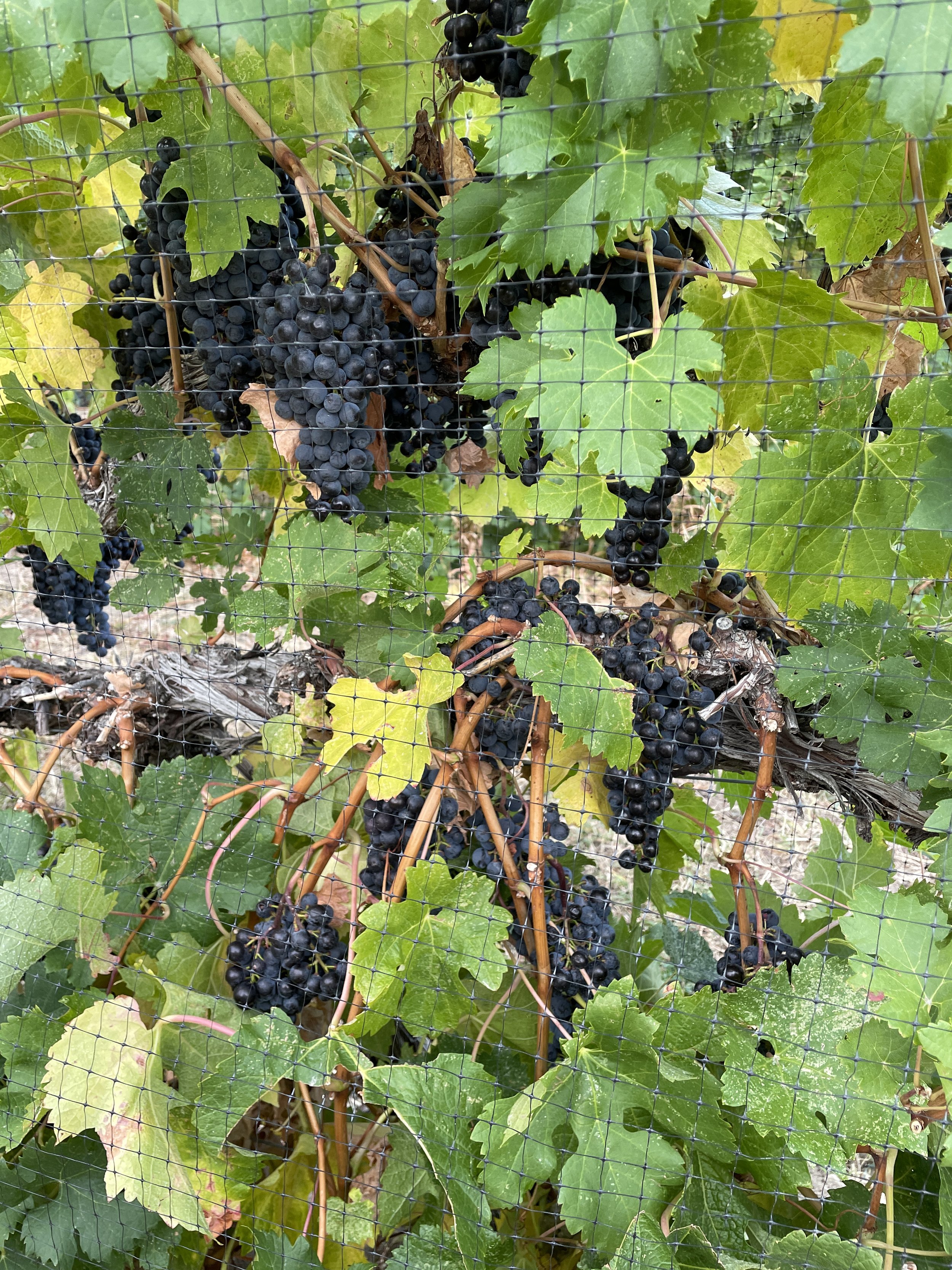 BC wine grapes for sale
