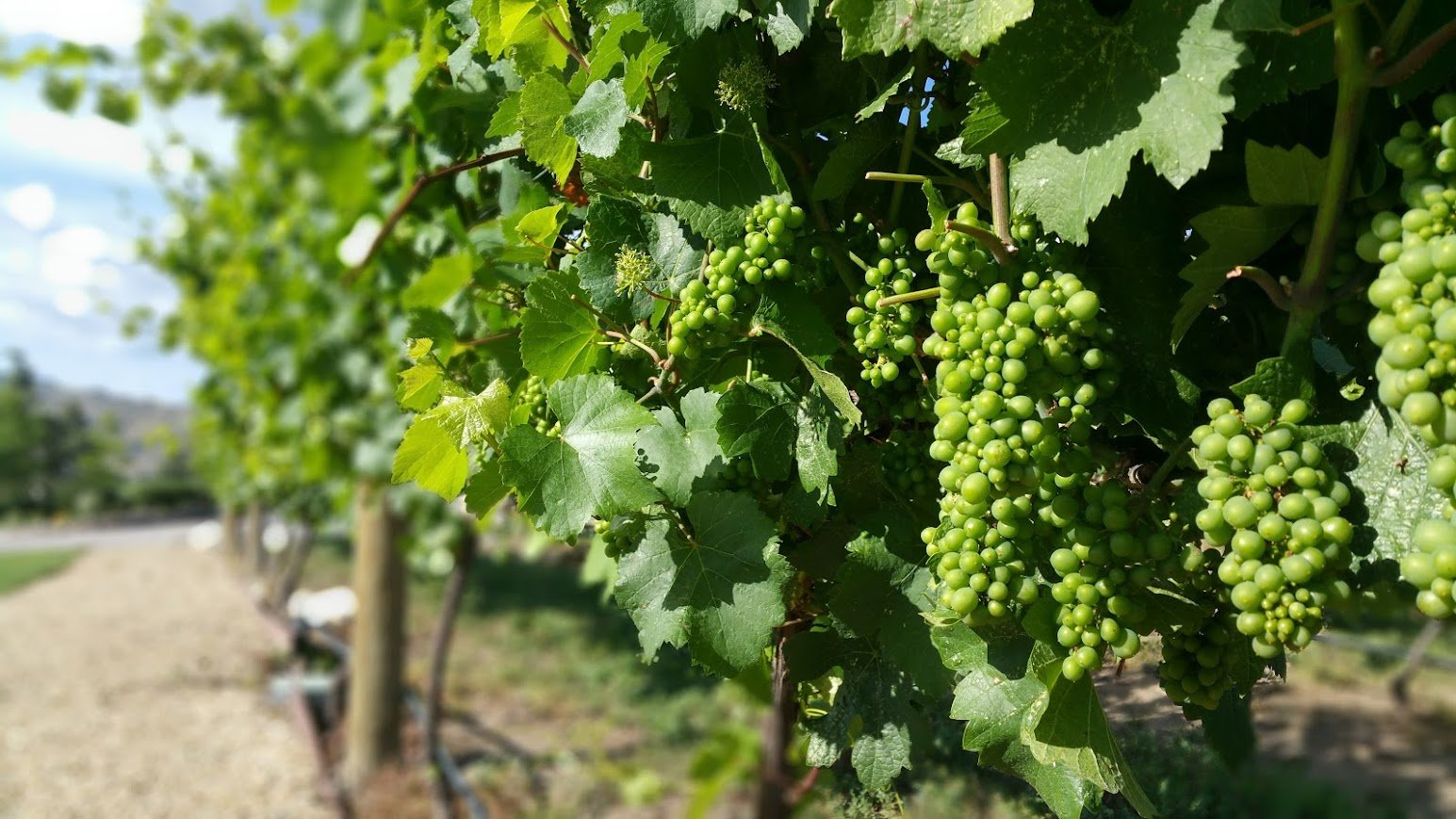 Green grapevines with grape clusters hanging on the vine in a vineyard during daytime.