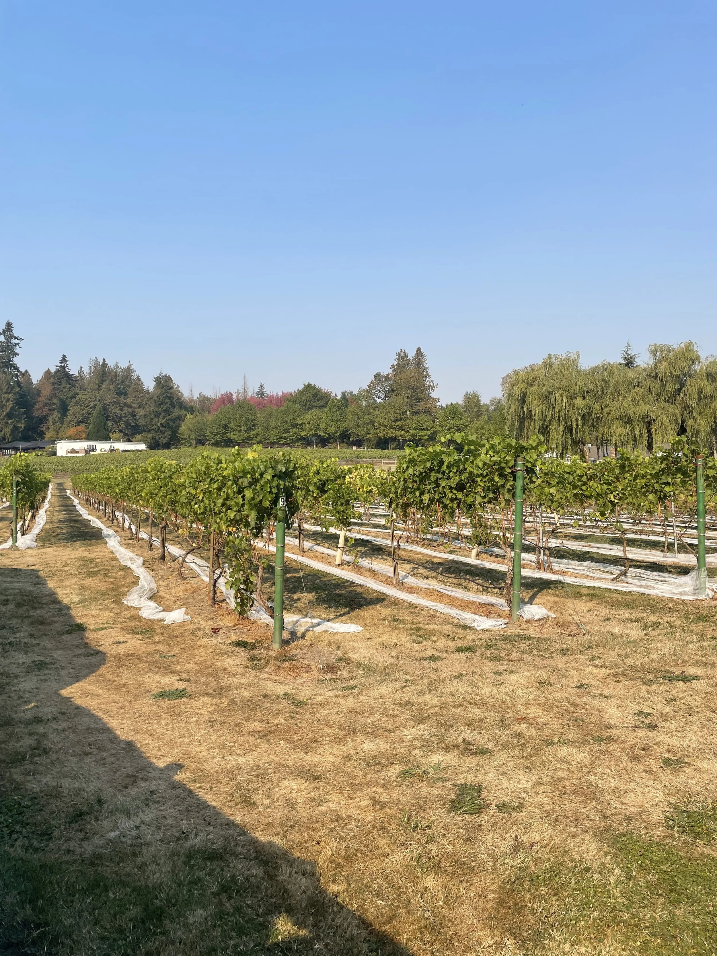 BC wine grapes for sale
