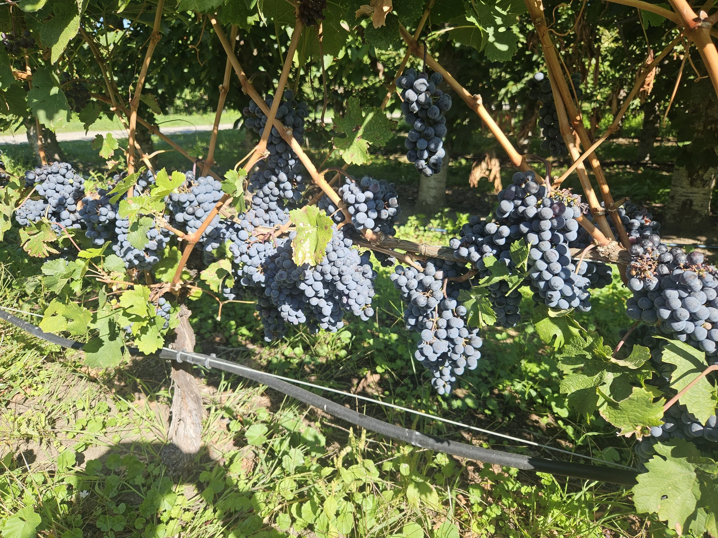BC wine grapes for sale