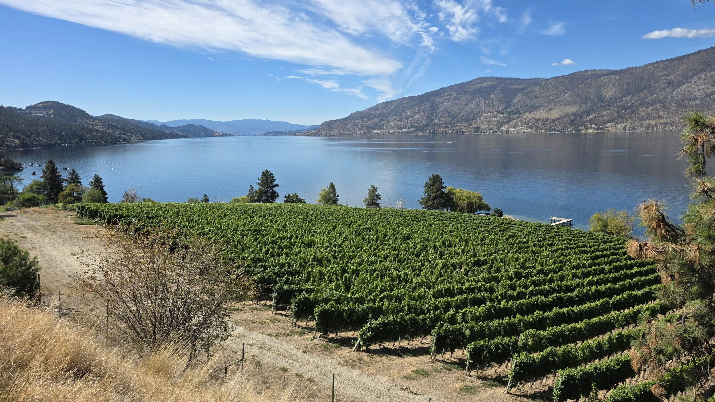 BC wine grapes for sale