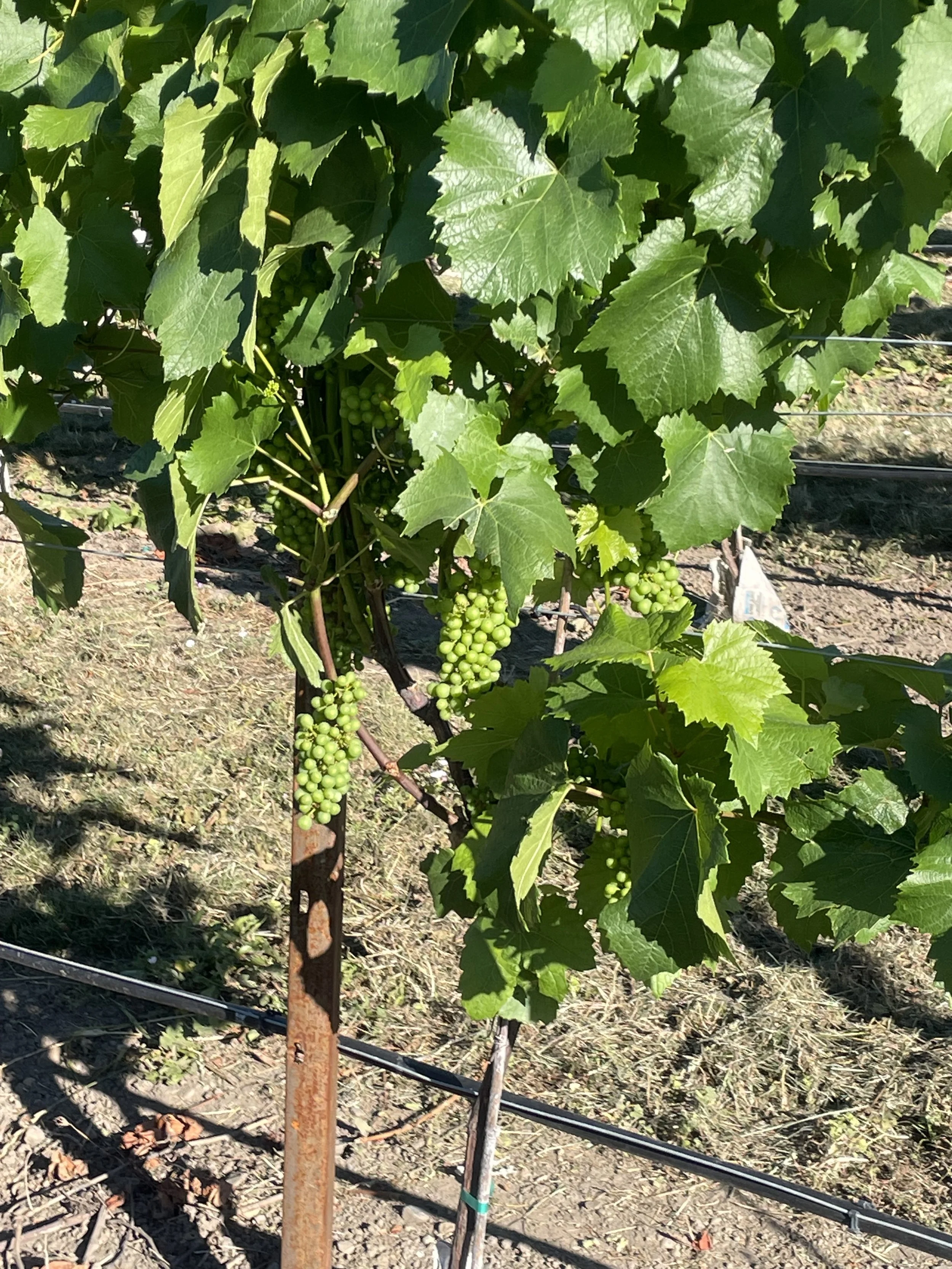 Chardonnay grapes for sale Okanagan, BC