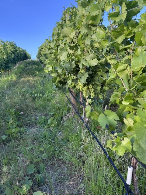Vineyard, Okanagan Valley, BC, Canada