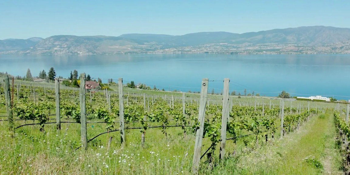 Cover Crops, Compost, and Biodiversity: A CedarCreek Vineyard Field Day