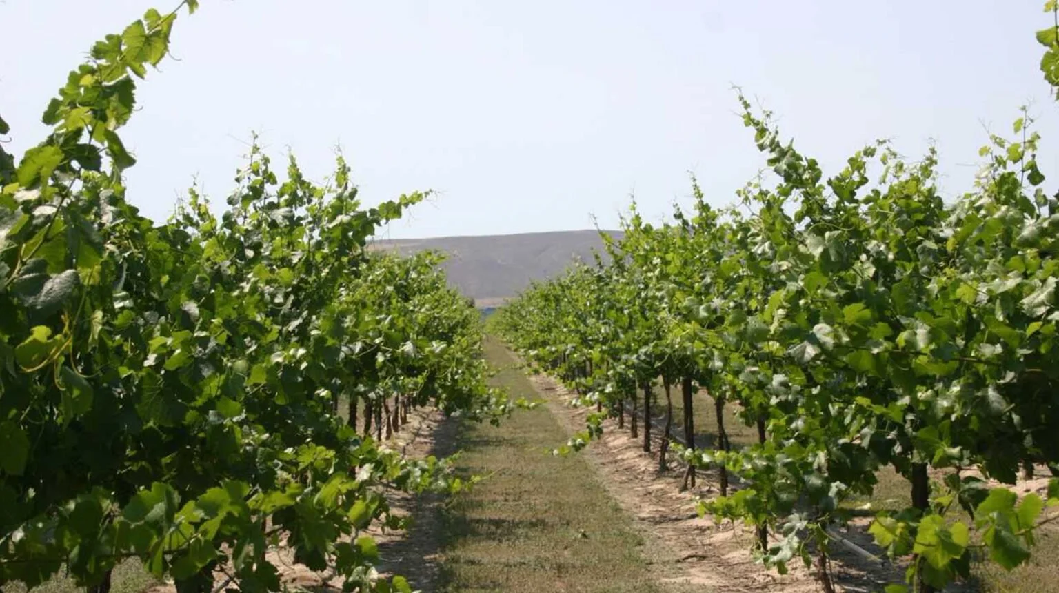 Vineyard Nutrient Management