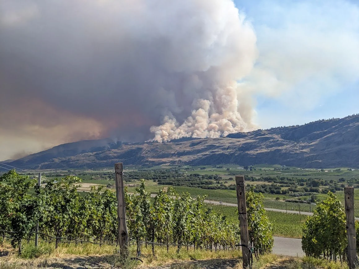 Smoke Taint - Information &amp; Resources for Growers