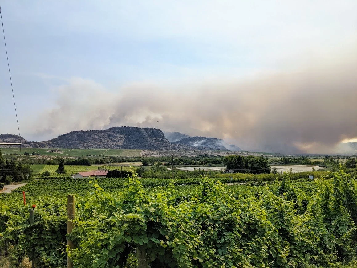 Wildfire Recovery: Understanding the AgriStability Program for Winery Operations