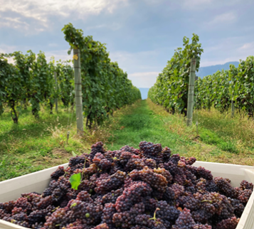 Grapevine Trunk Diseases in BC