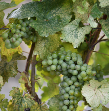 Managing leafhoppers in BC vineyards: Identification, monitoring, and control 