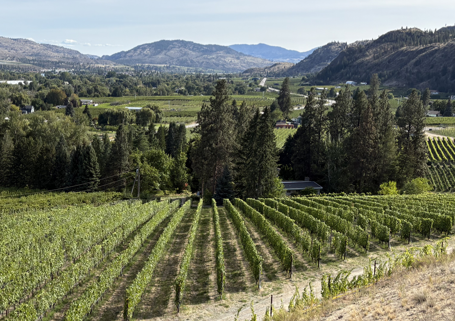 BC Wine Grapes for Sale