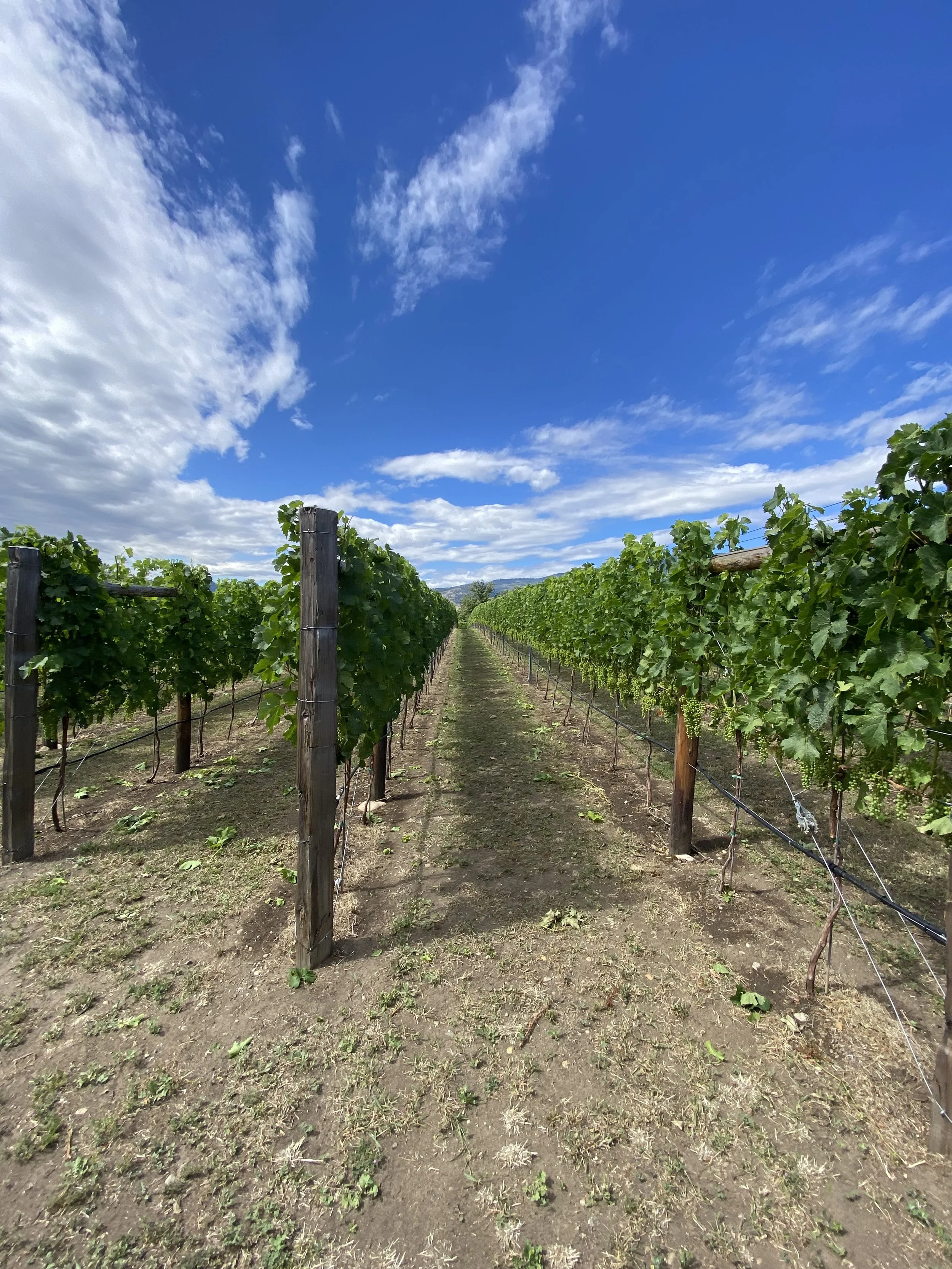 BC wine grapes for sale