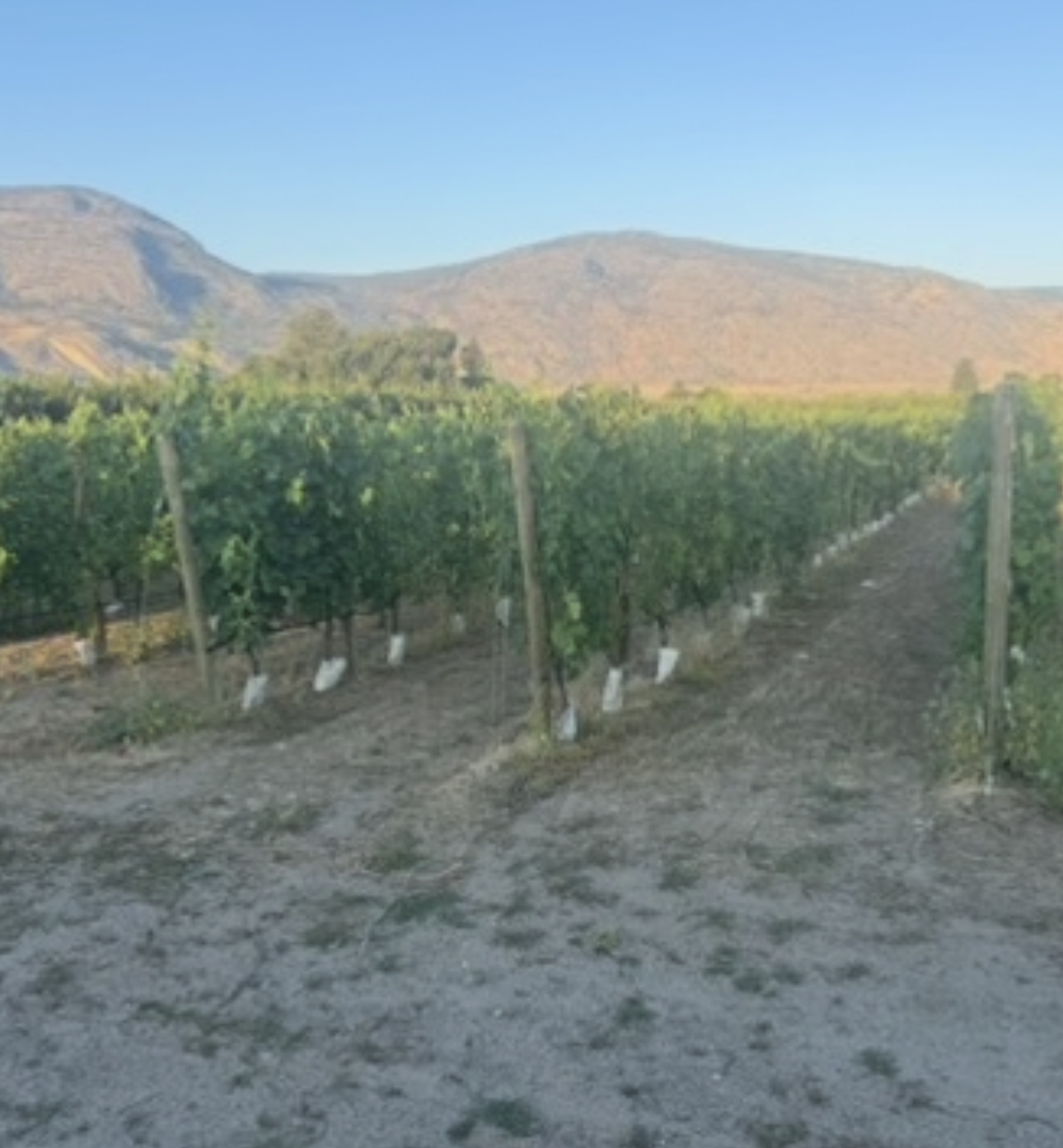 Cab Franc Grapes for sale Osoyoos