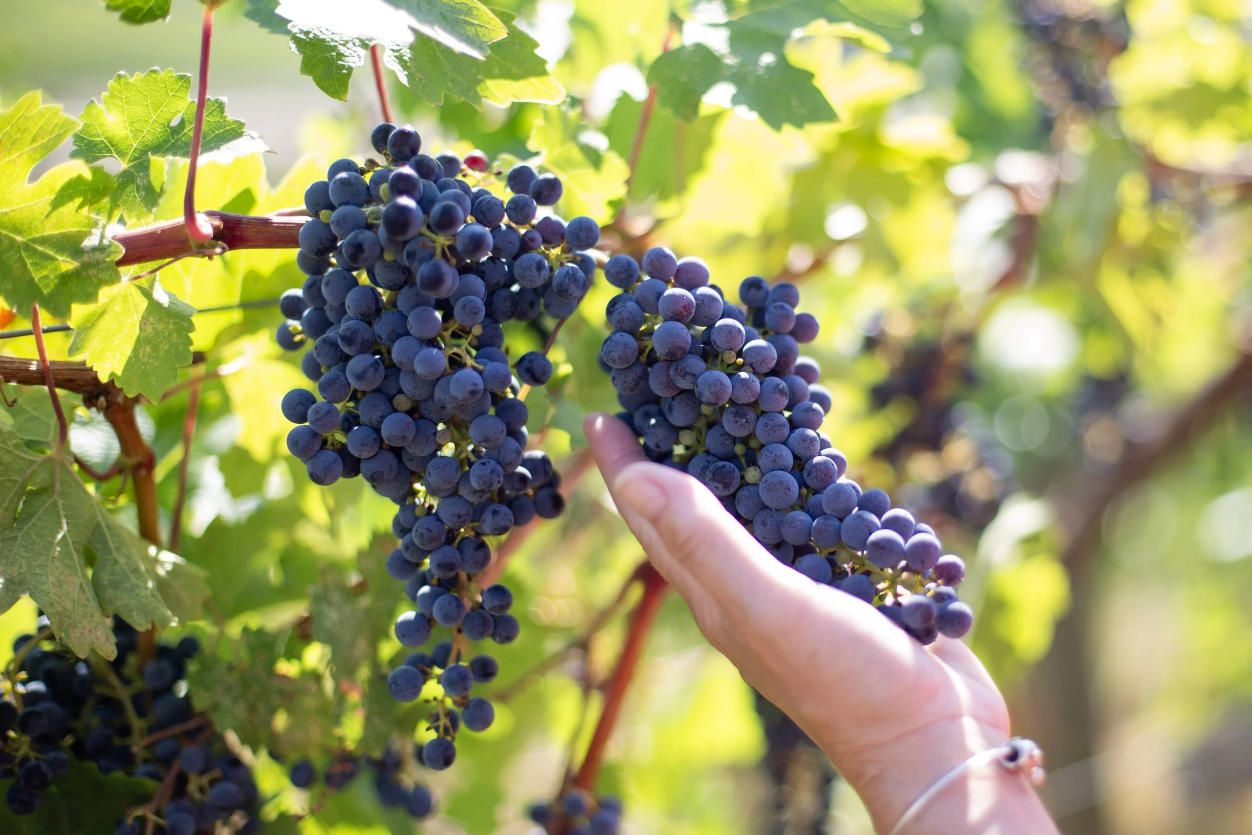 BC wine grapes for sale