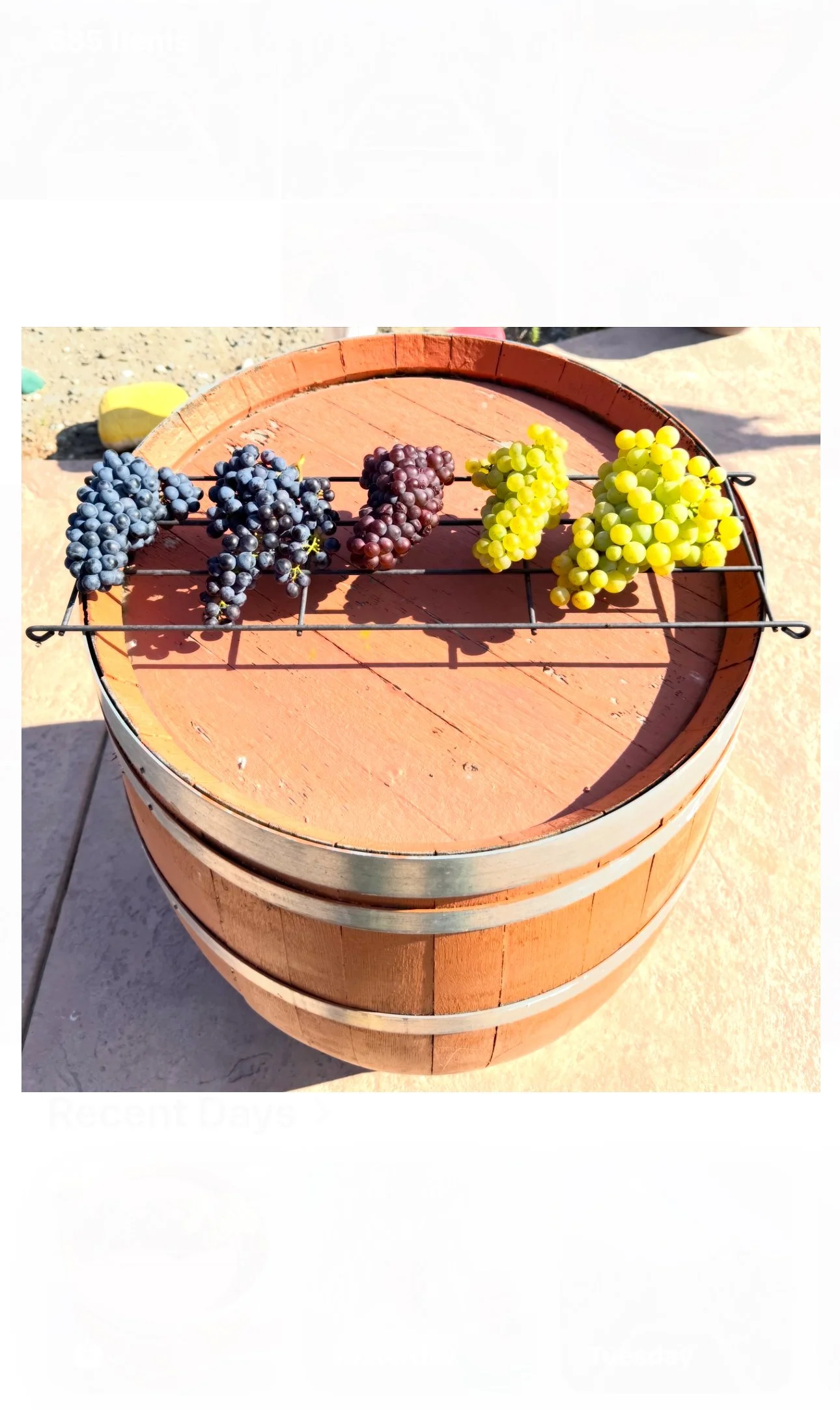 BC wine grapes for sale