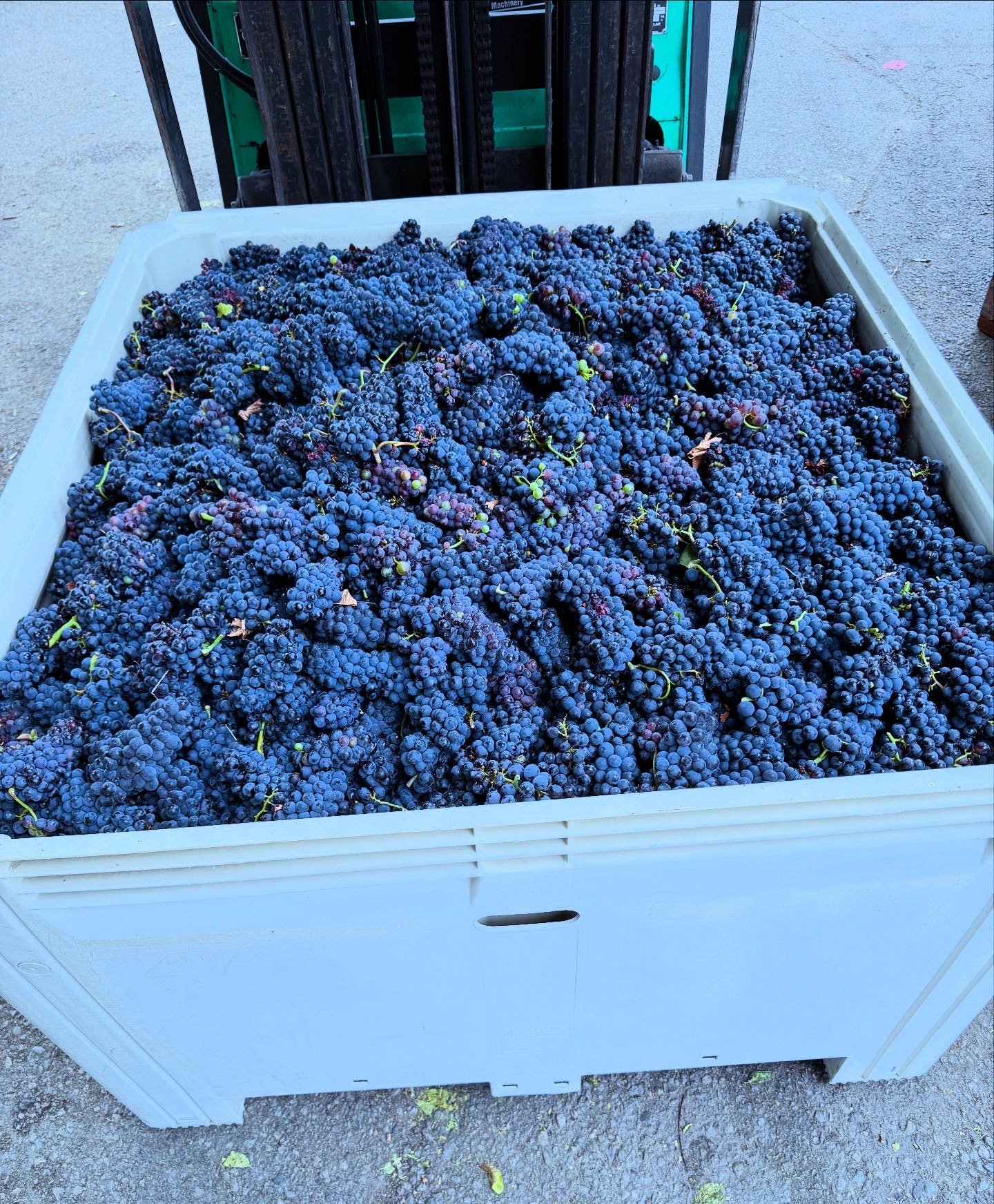 BC wine grapes for sale