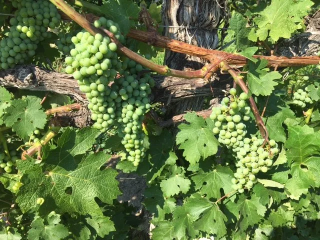 Jack Lewko - BC Wine Grapes for Sale - Naramata