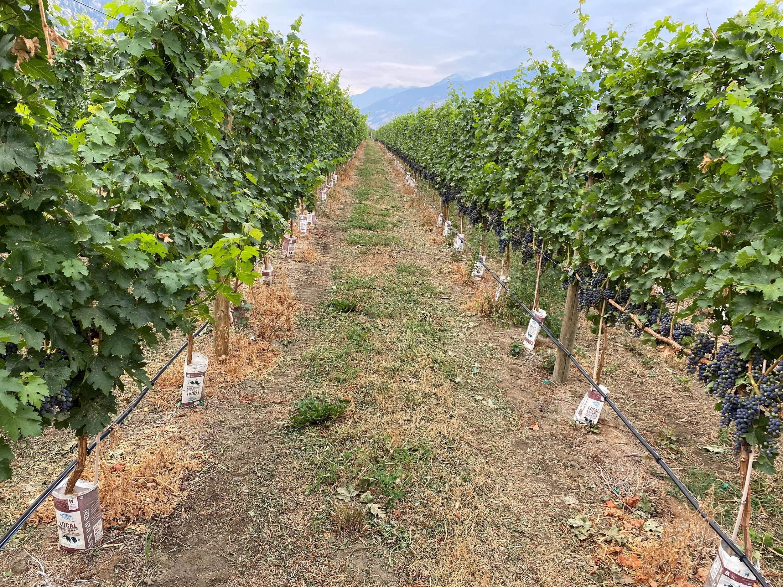 BC wine grapes for sale