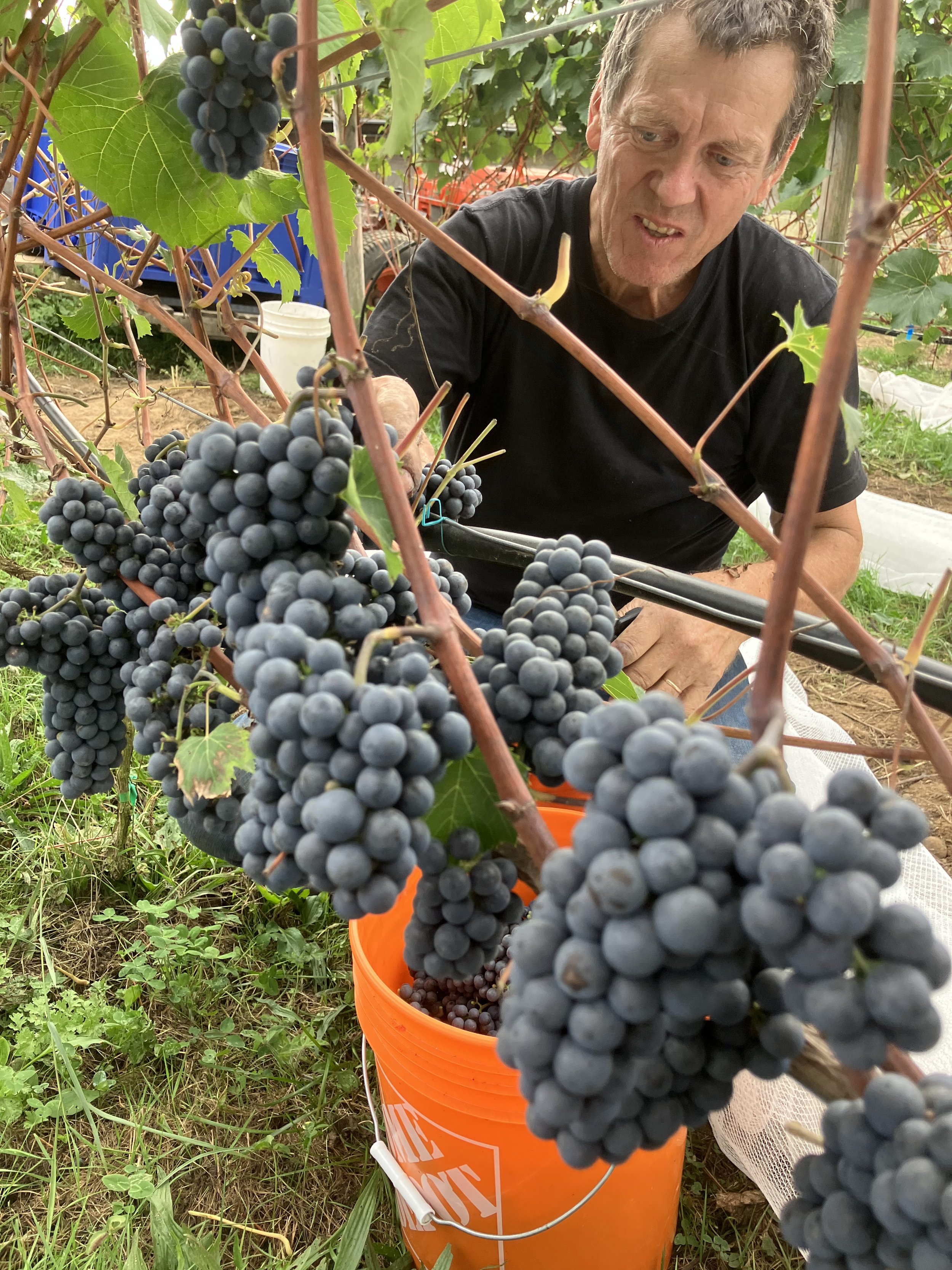 BC wine grapes for sale