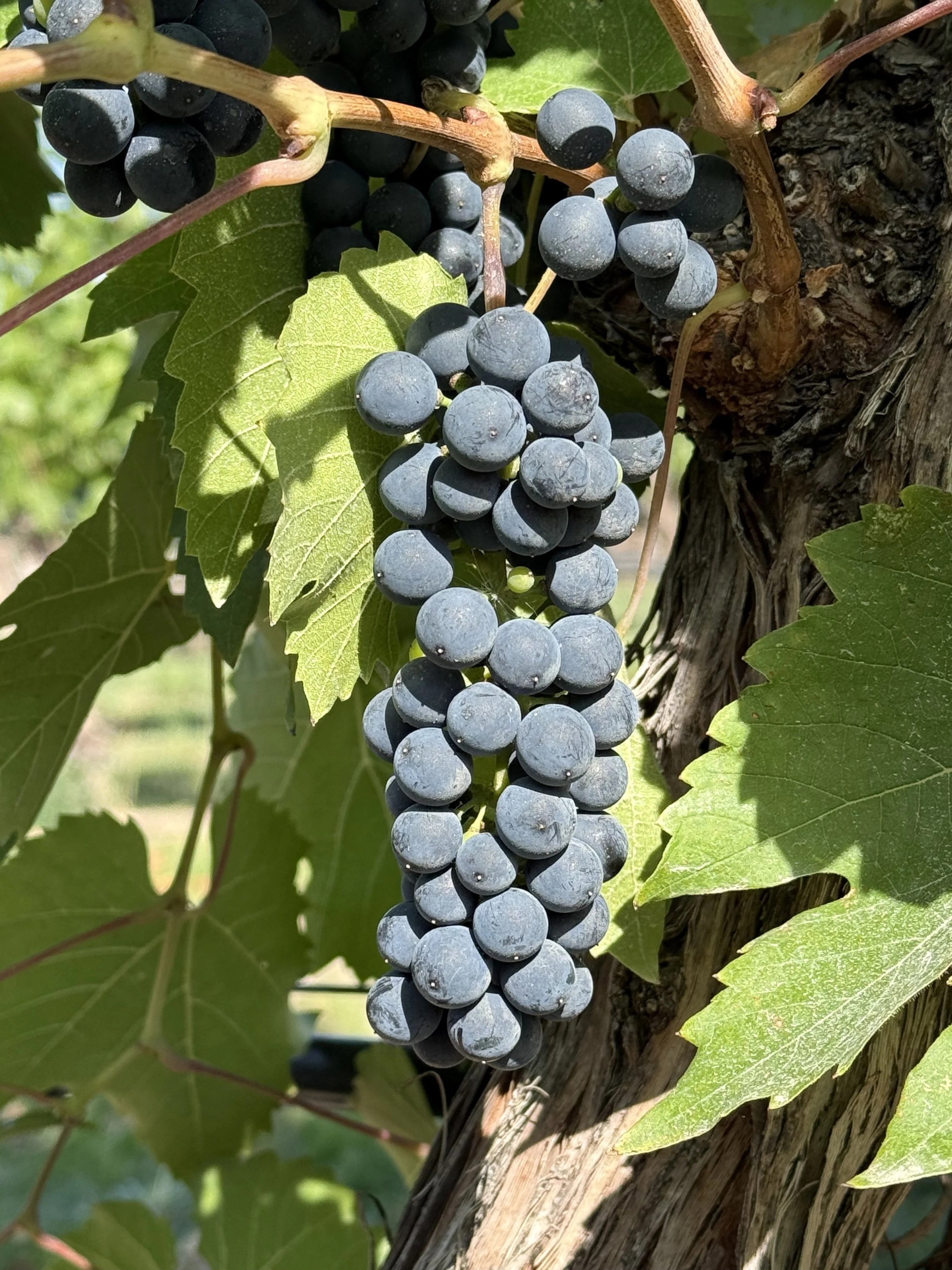 BC wine grapes for sale