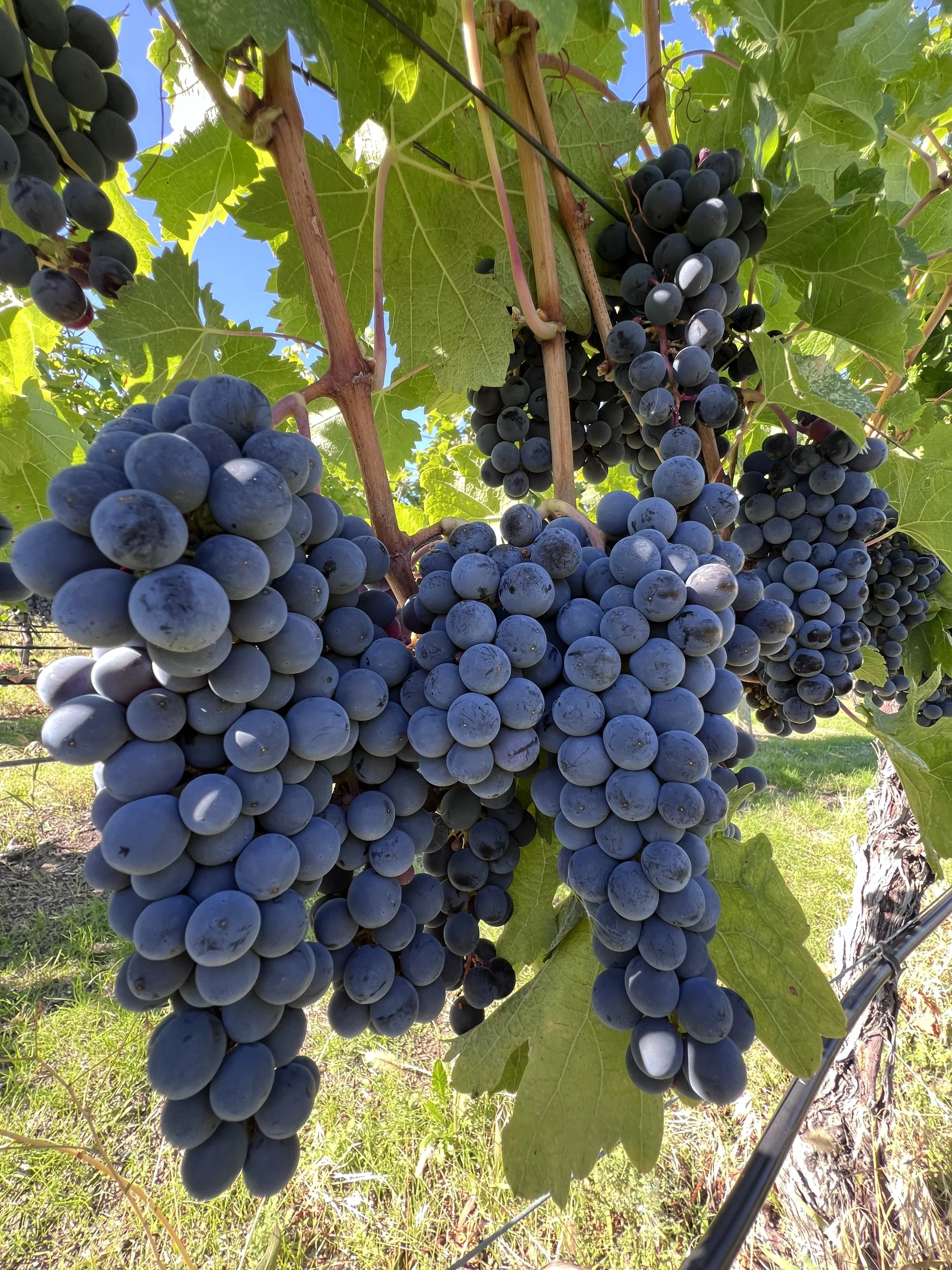 BC wine grapes for sale