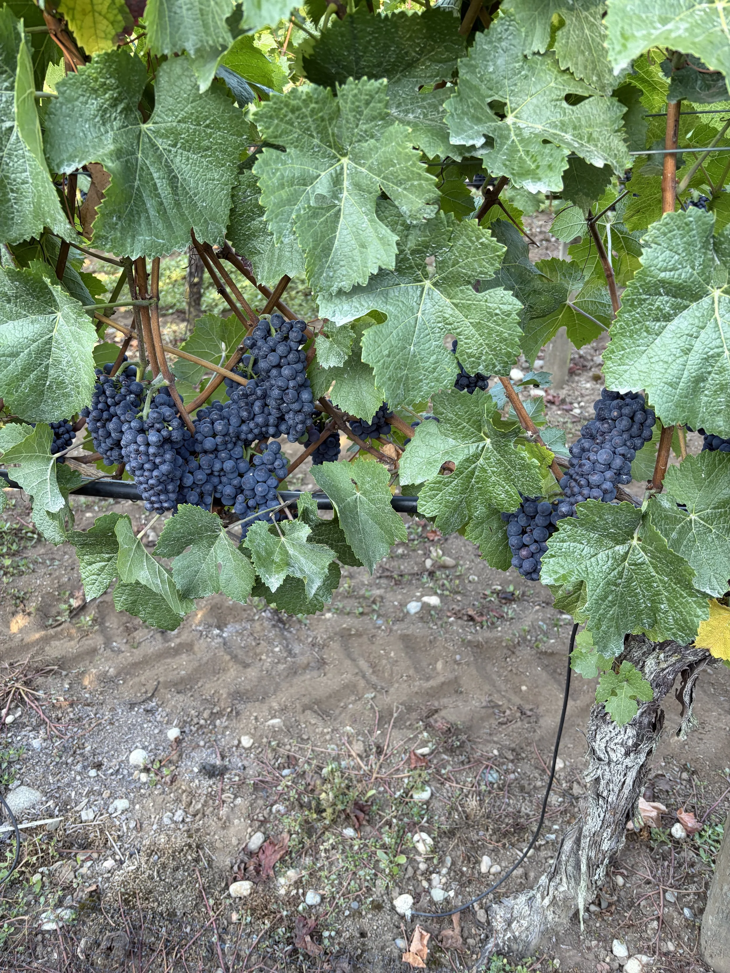 BC wine grapes for sale