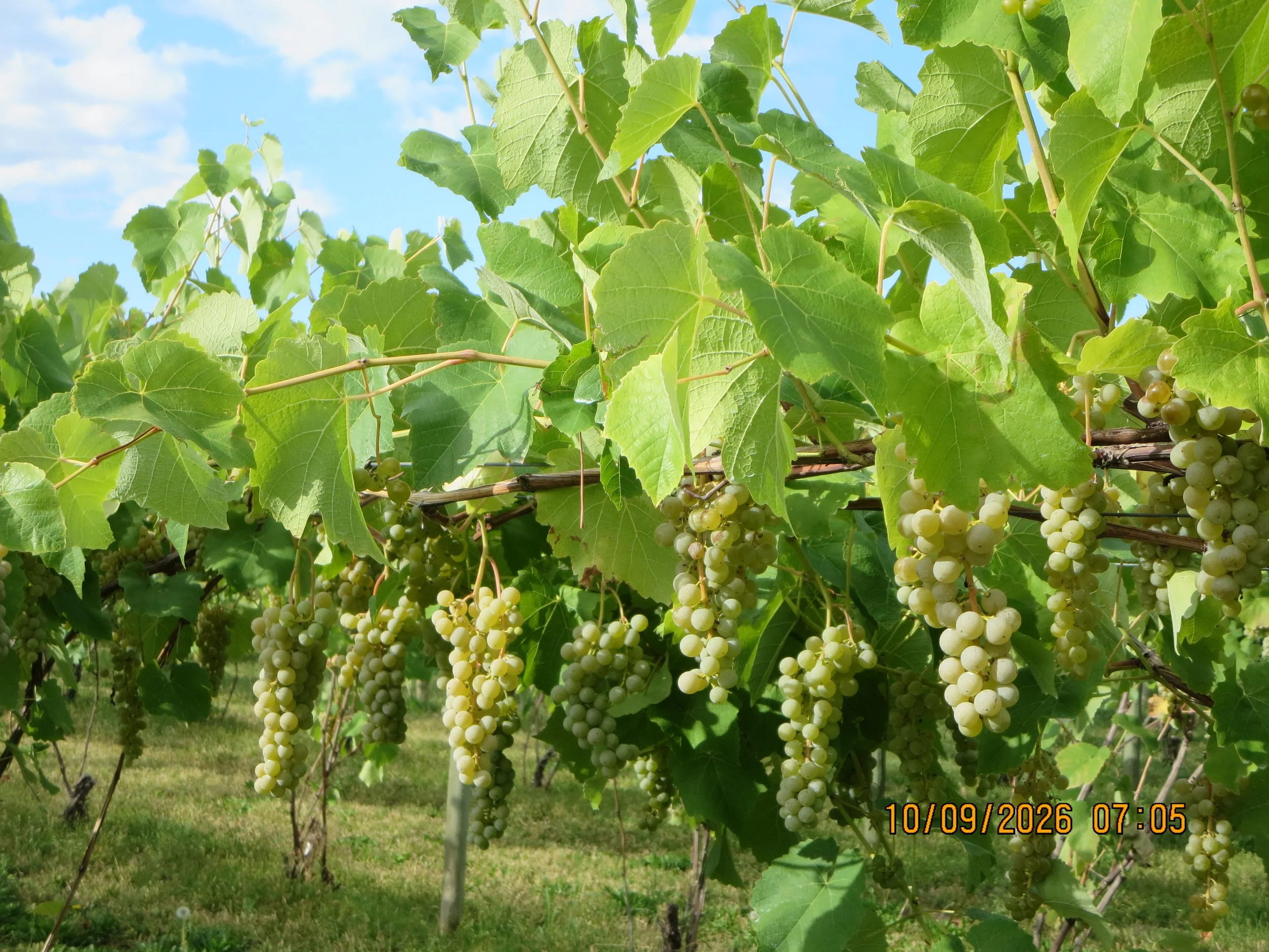 BC wine grapes for sale