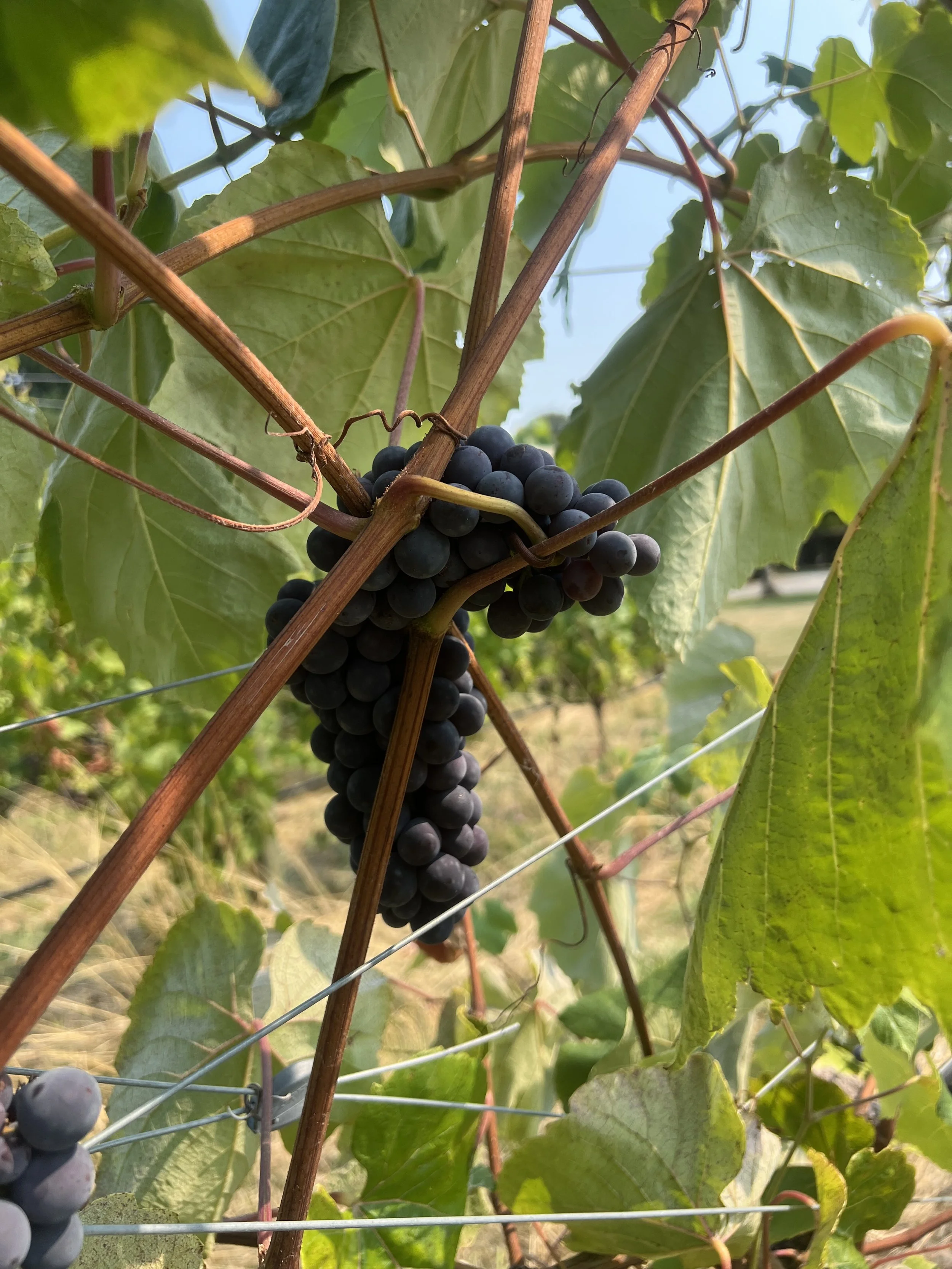 BC wine grapes for sale