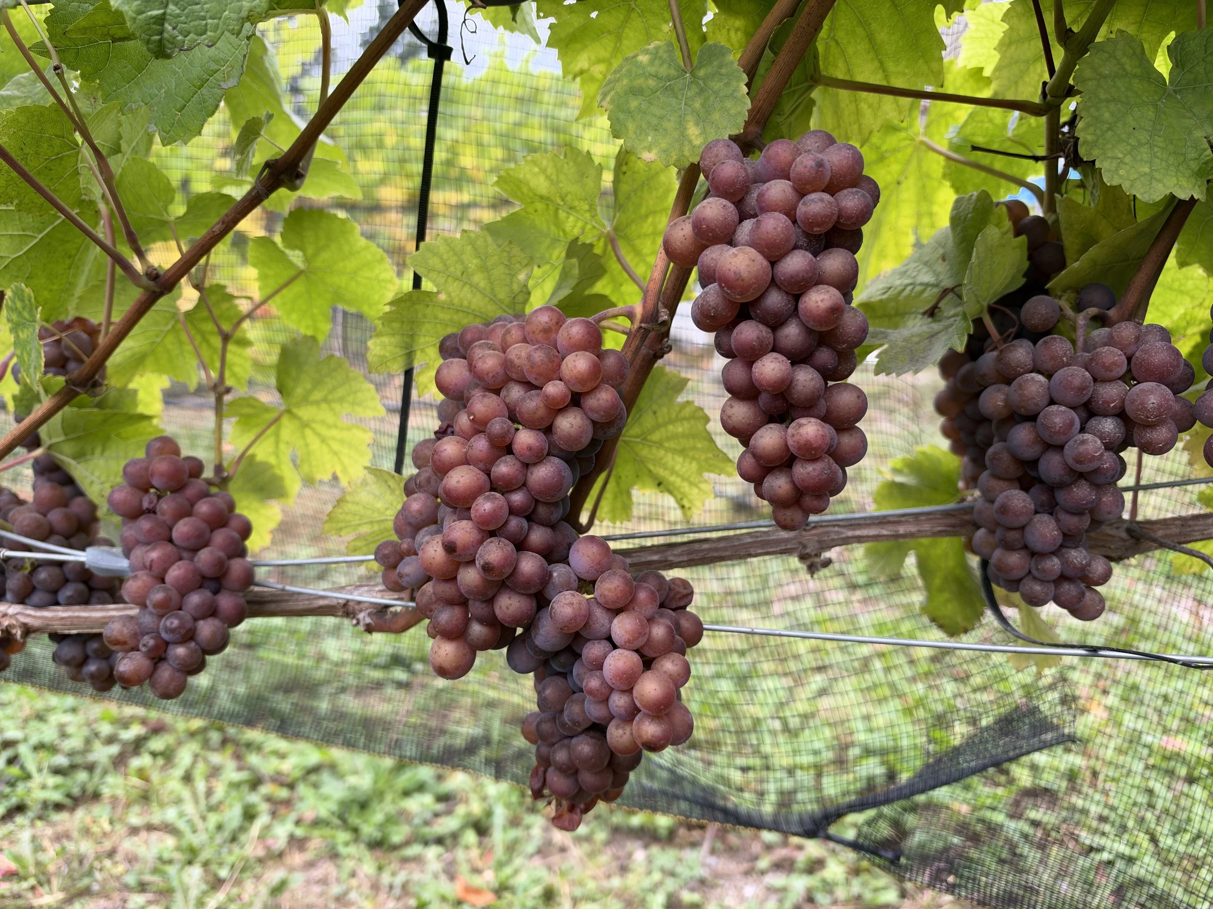BC wine grapes for sale