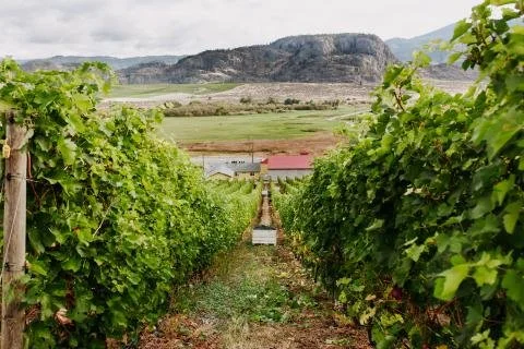 Okanagan Vineyard