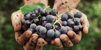 Wine Grapes