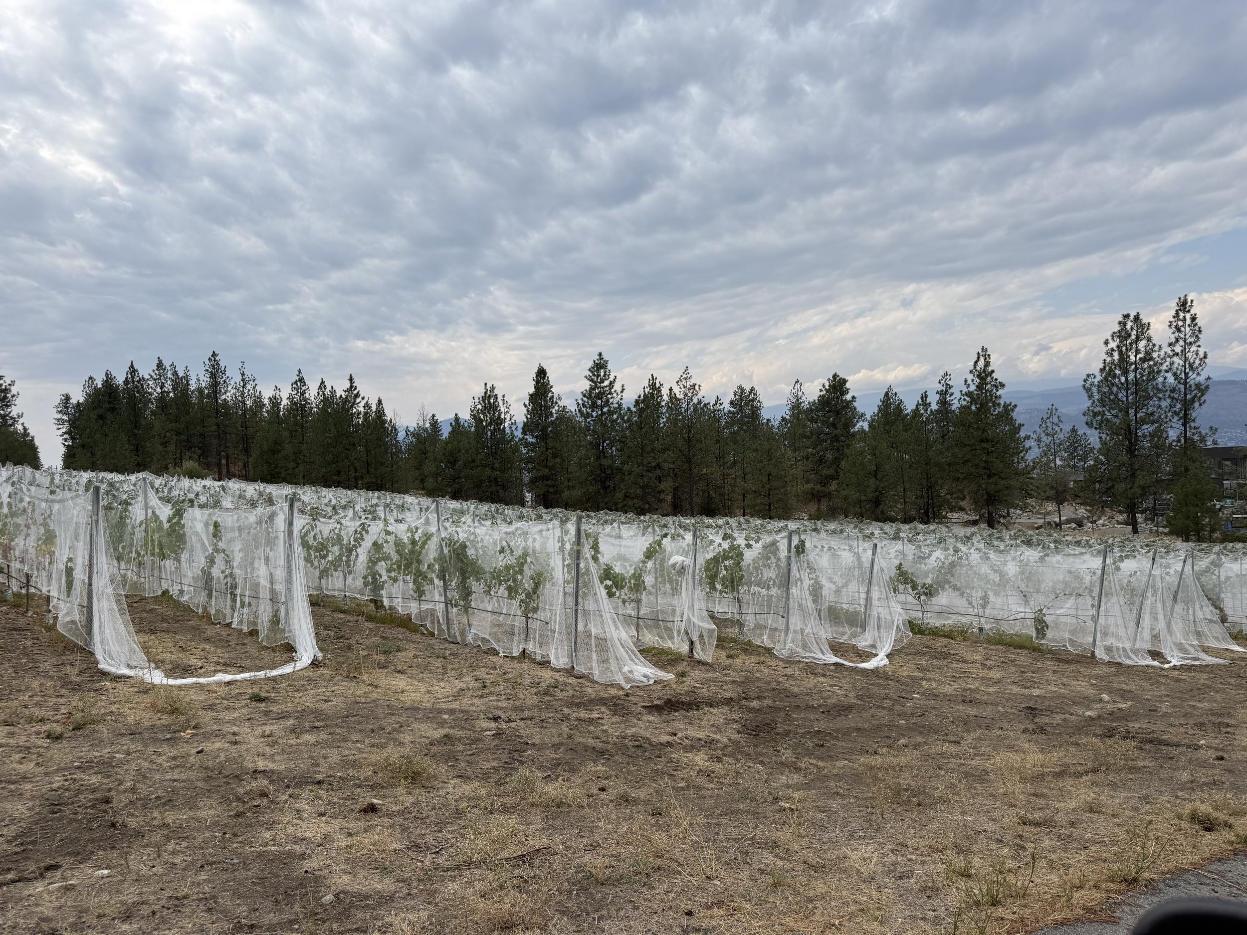 BC wine grapes for sale