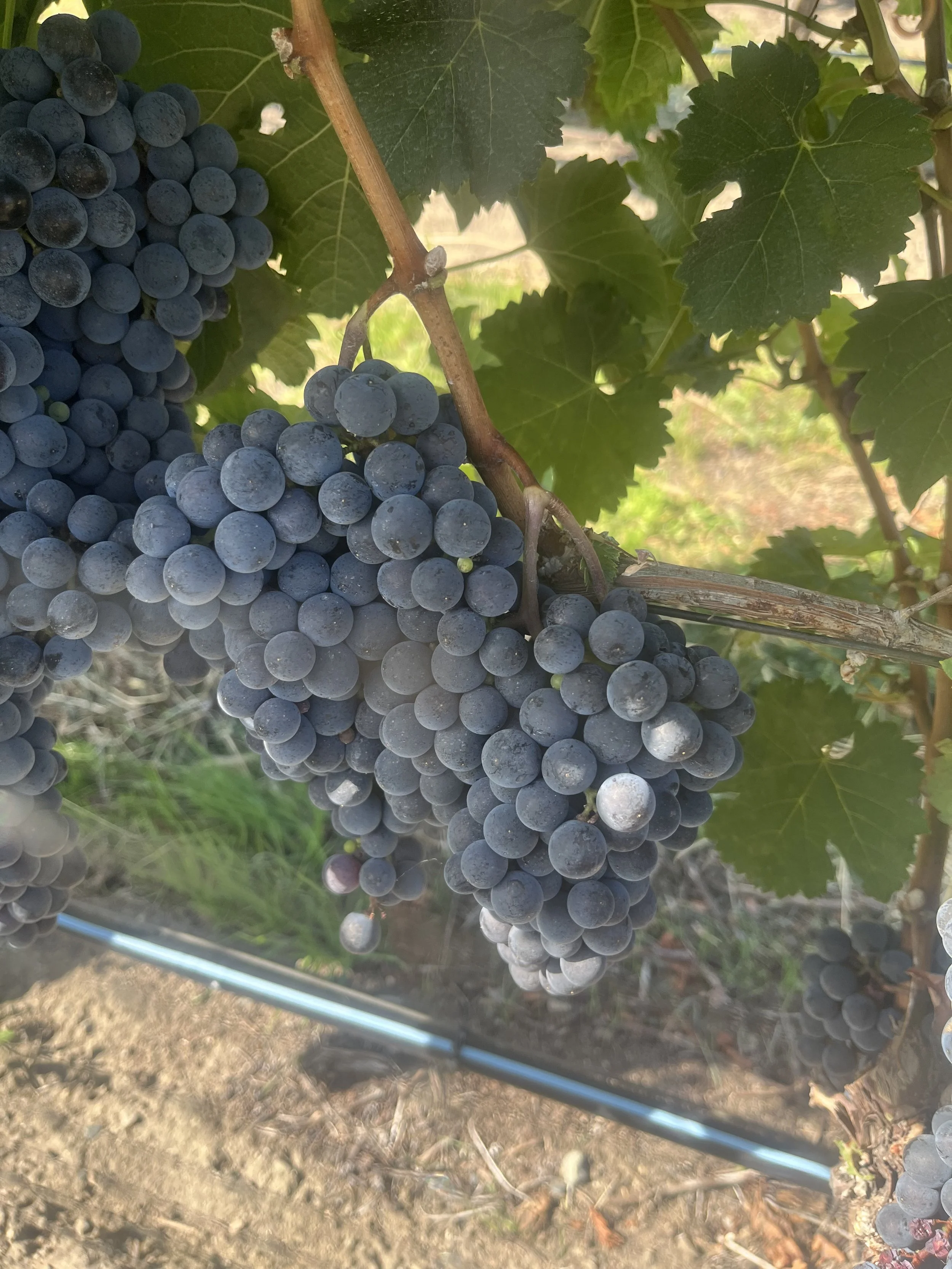 BC wine grapes for sale