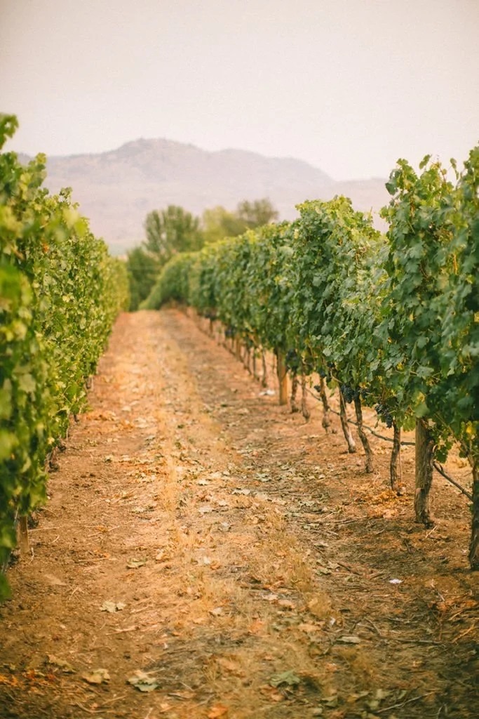 BC wine grapes for sale
