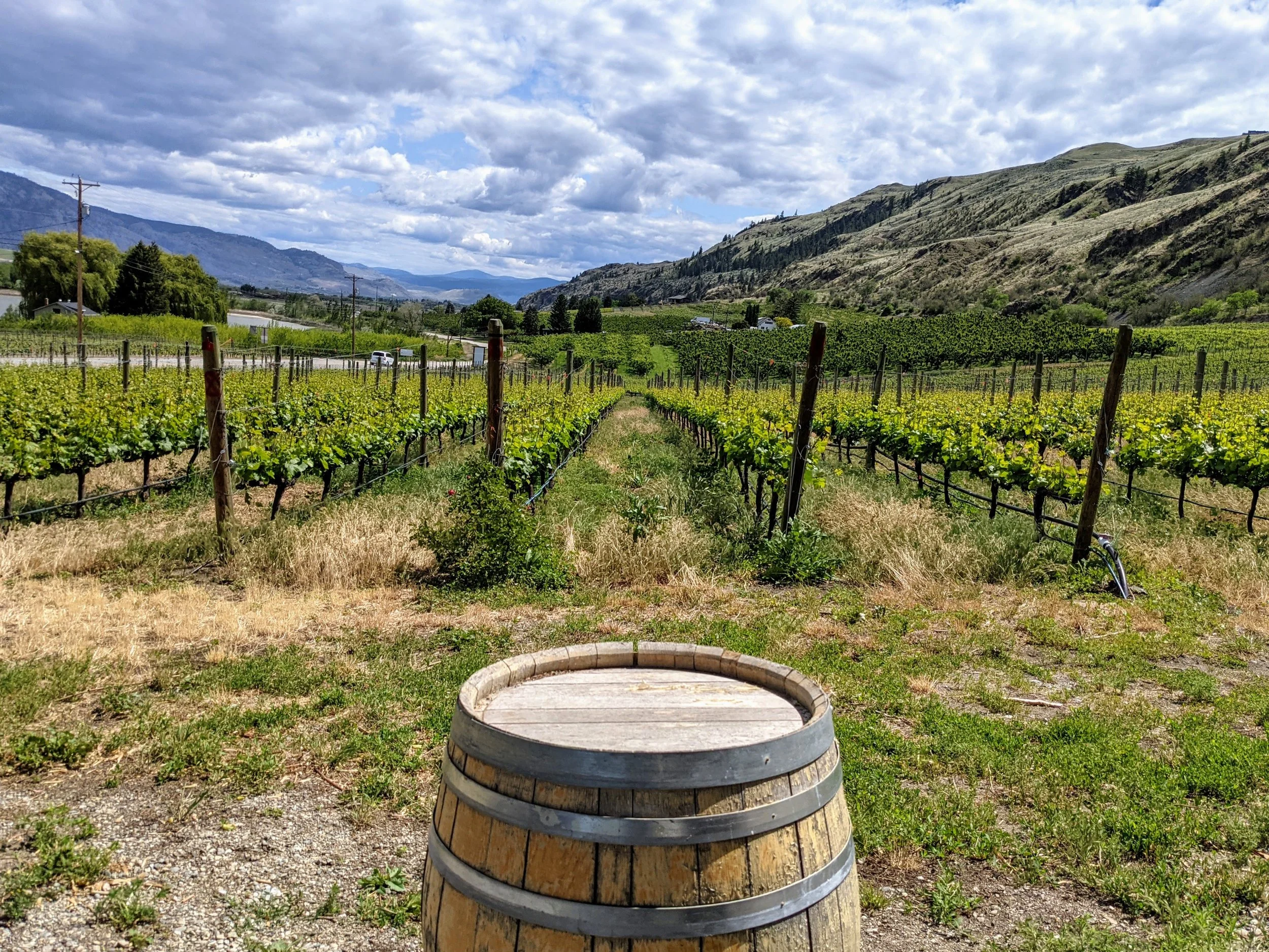 A vineyard with rows of grapevines on a hillside under a partly cloudy sky, with mountains in the distance and a wine barrel in the foreground.