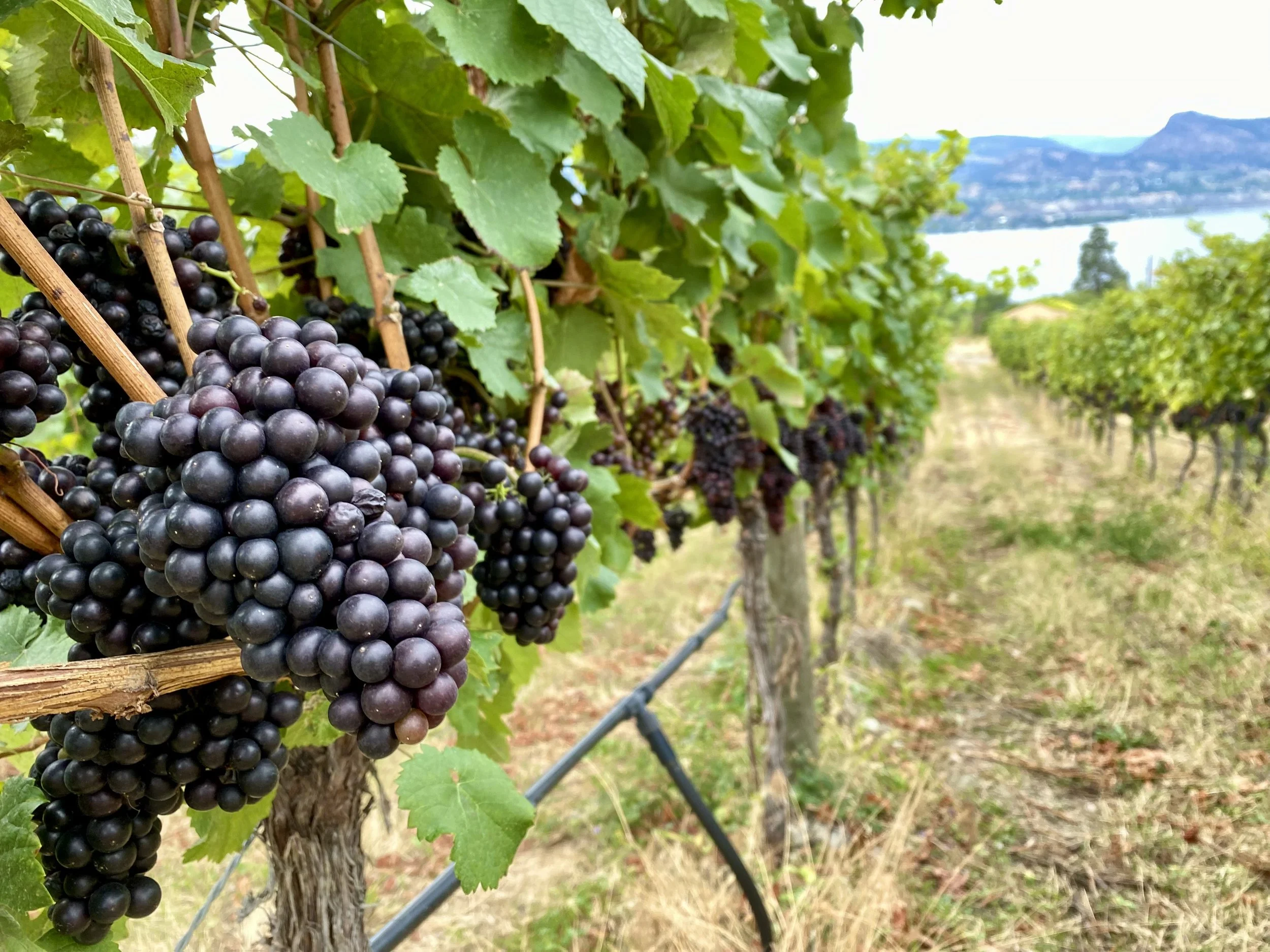 BC wine grapes for sale