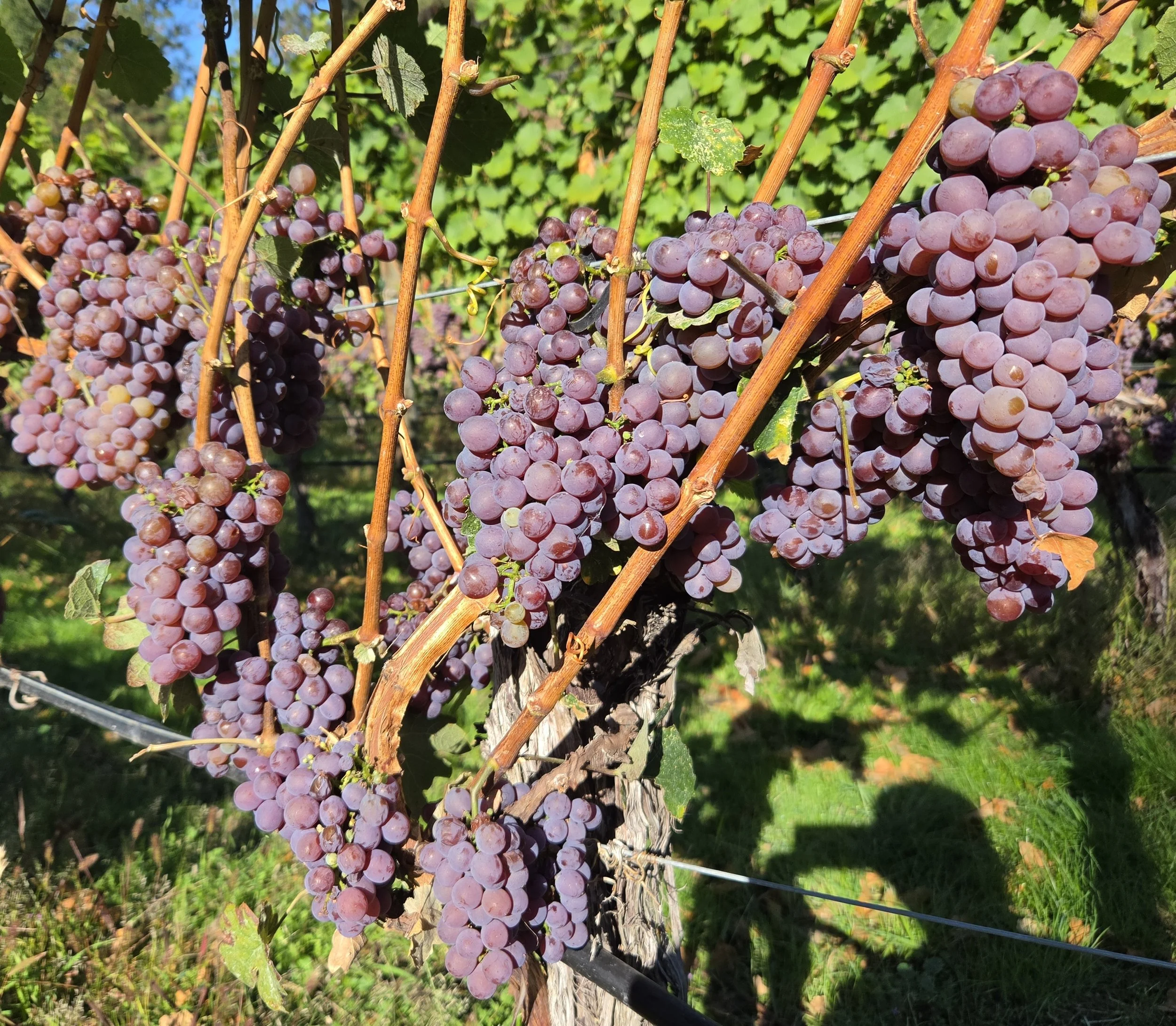 BC wine grapes for sale
