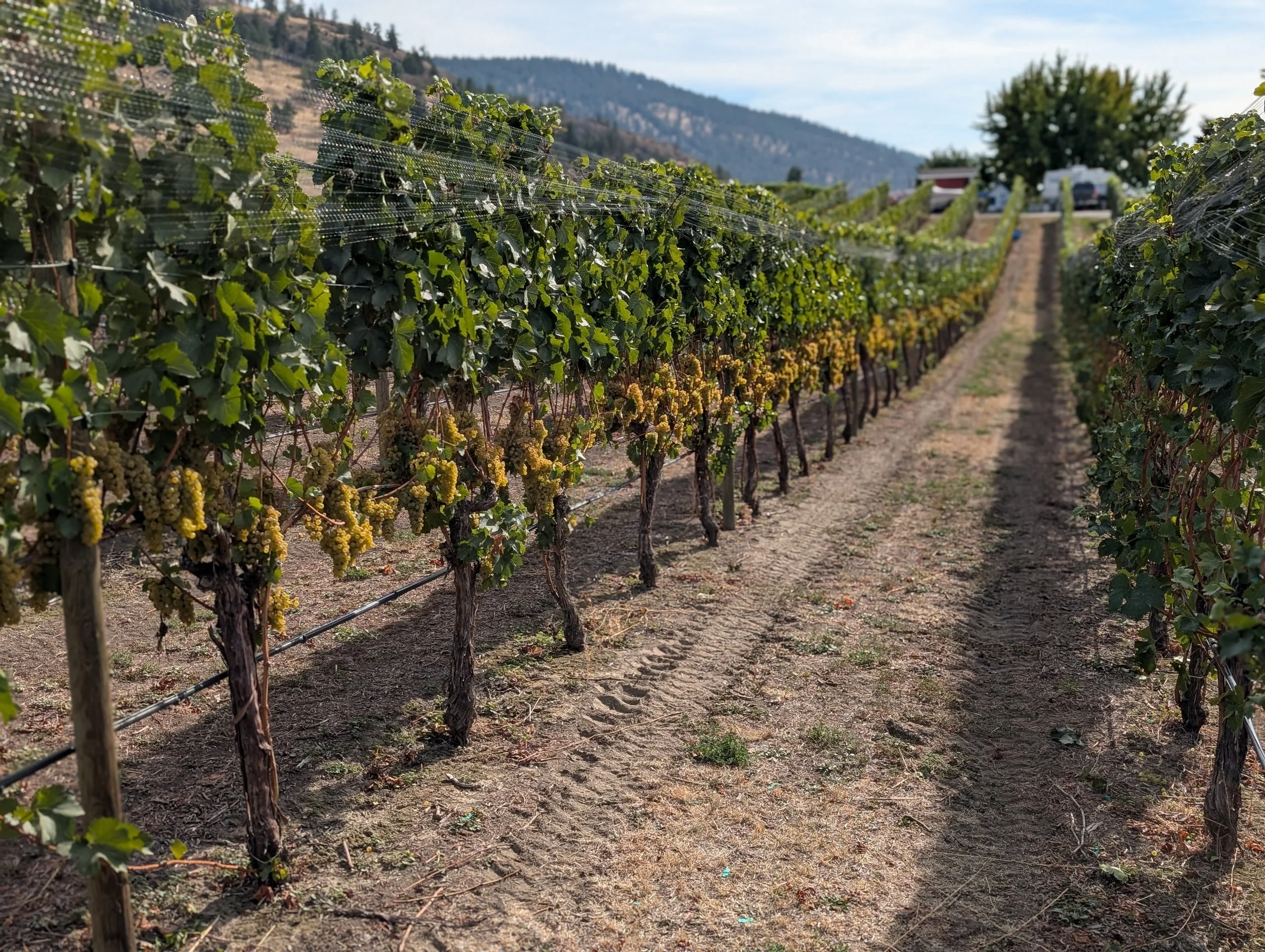 BC wine grapes for sale