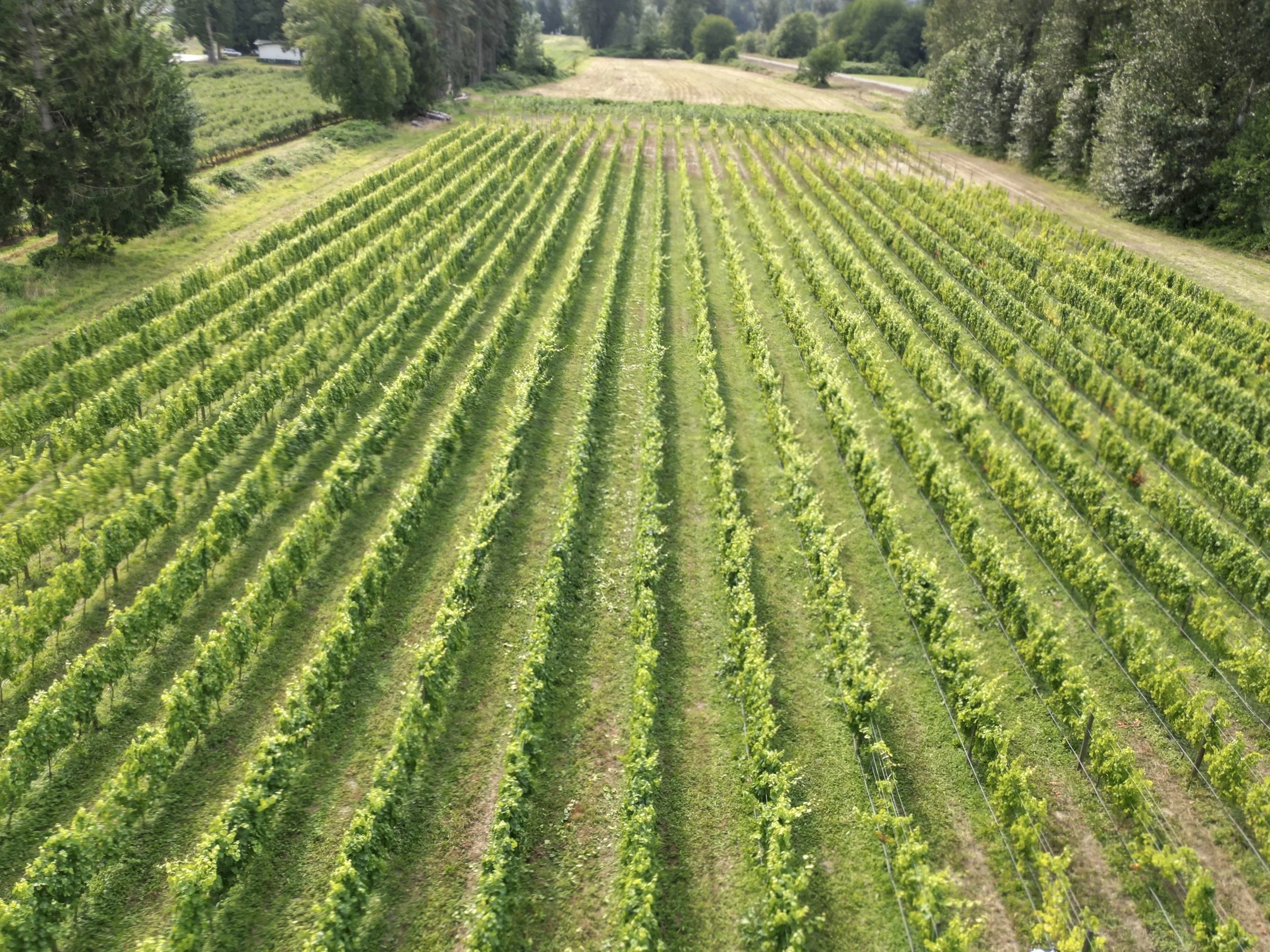 BC wine grapes