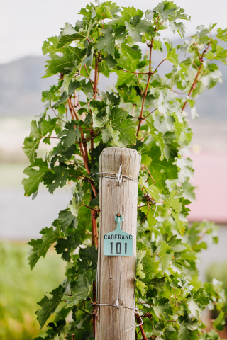 Cabernet Franc for sale