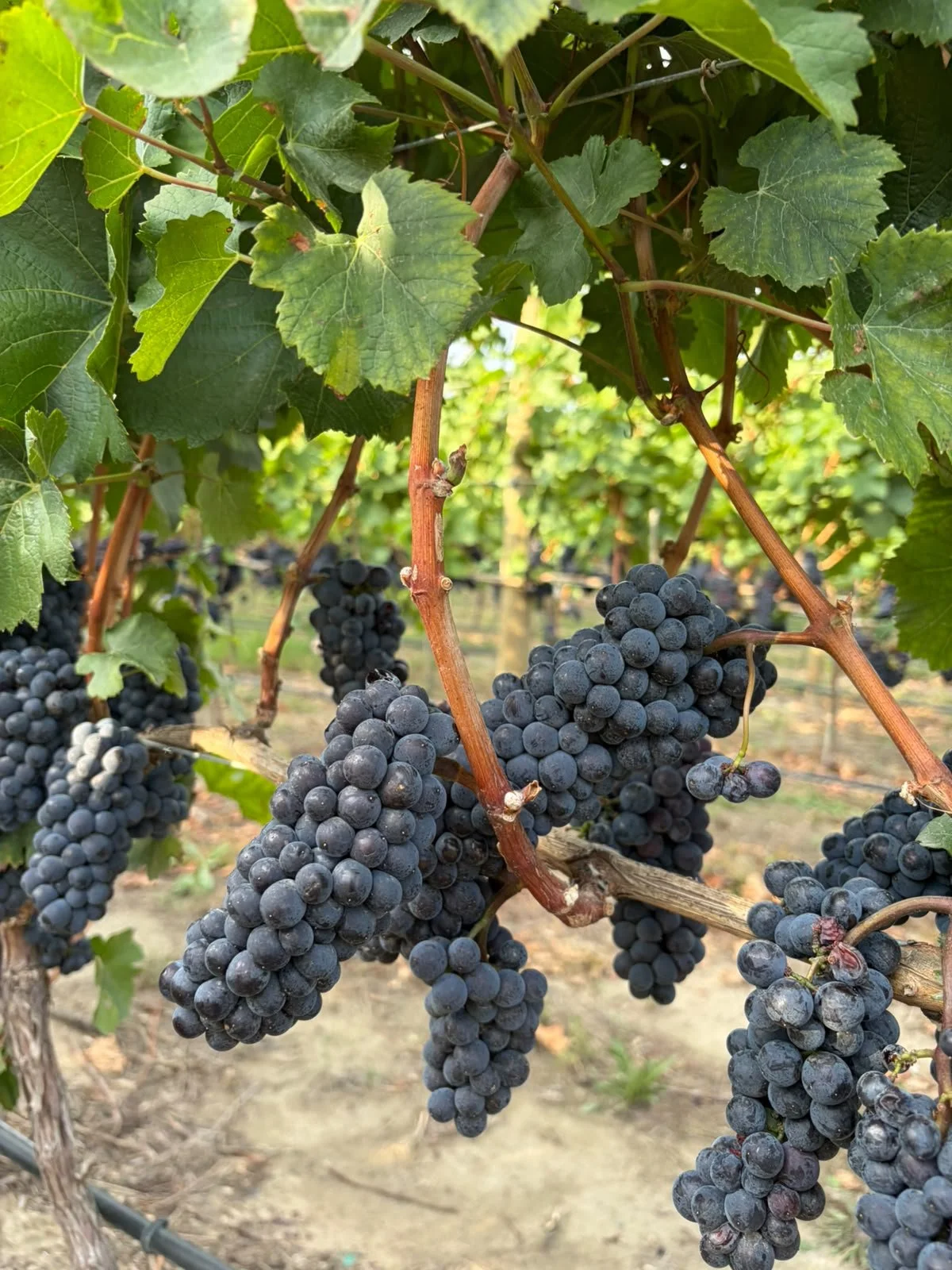 BC wine grapes for sale