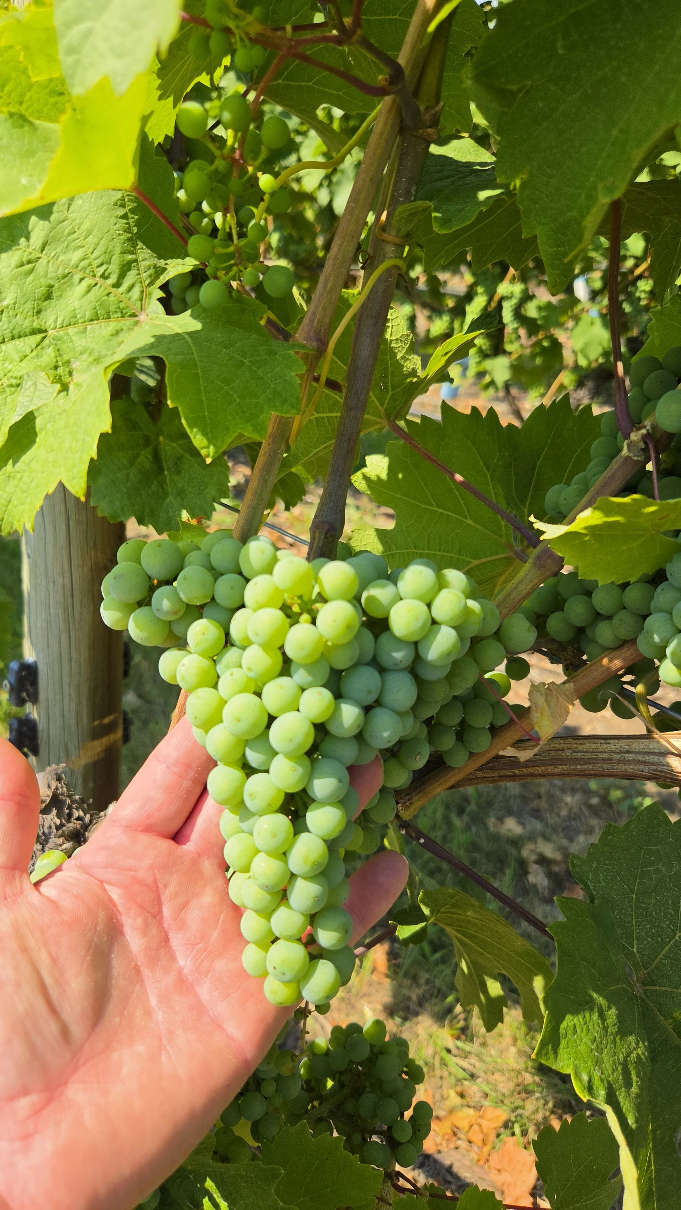 Colleen Ingram's Grapes for Sale