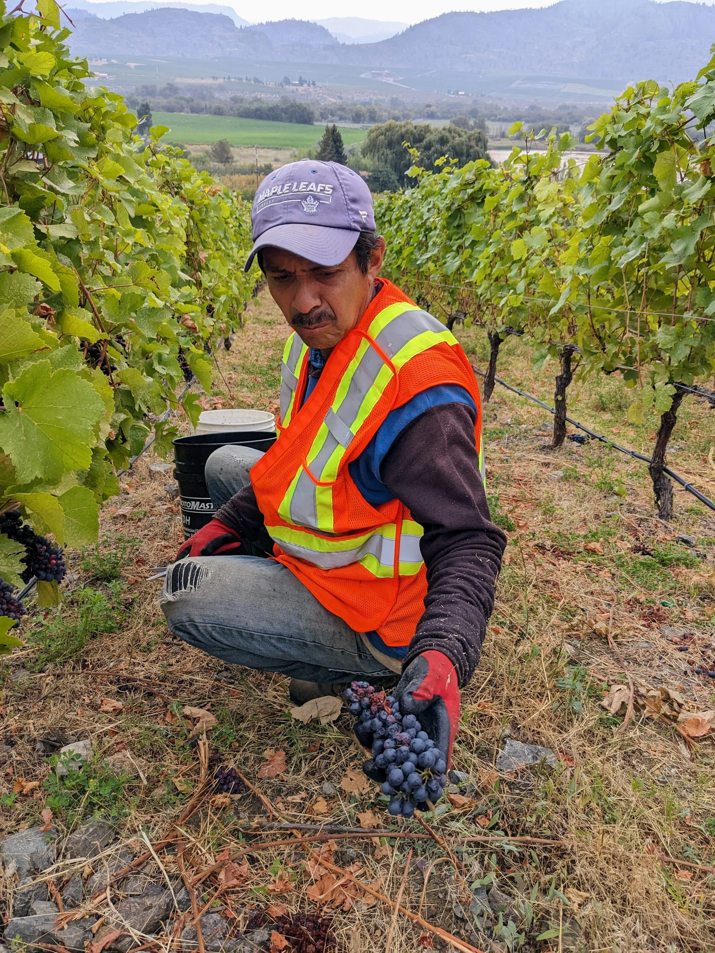 Vineyard Labour Foreign Workers